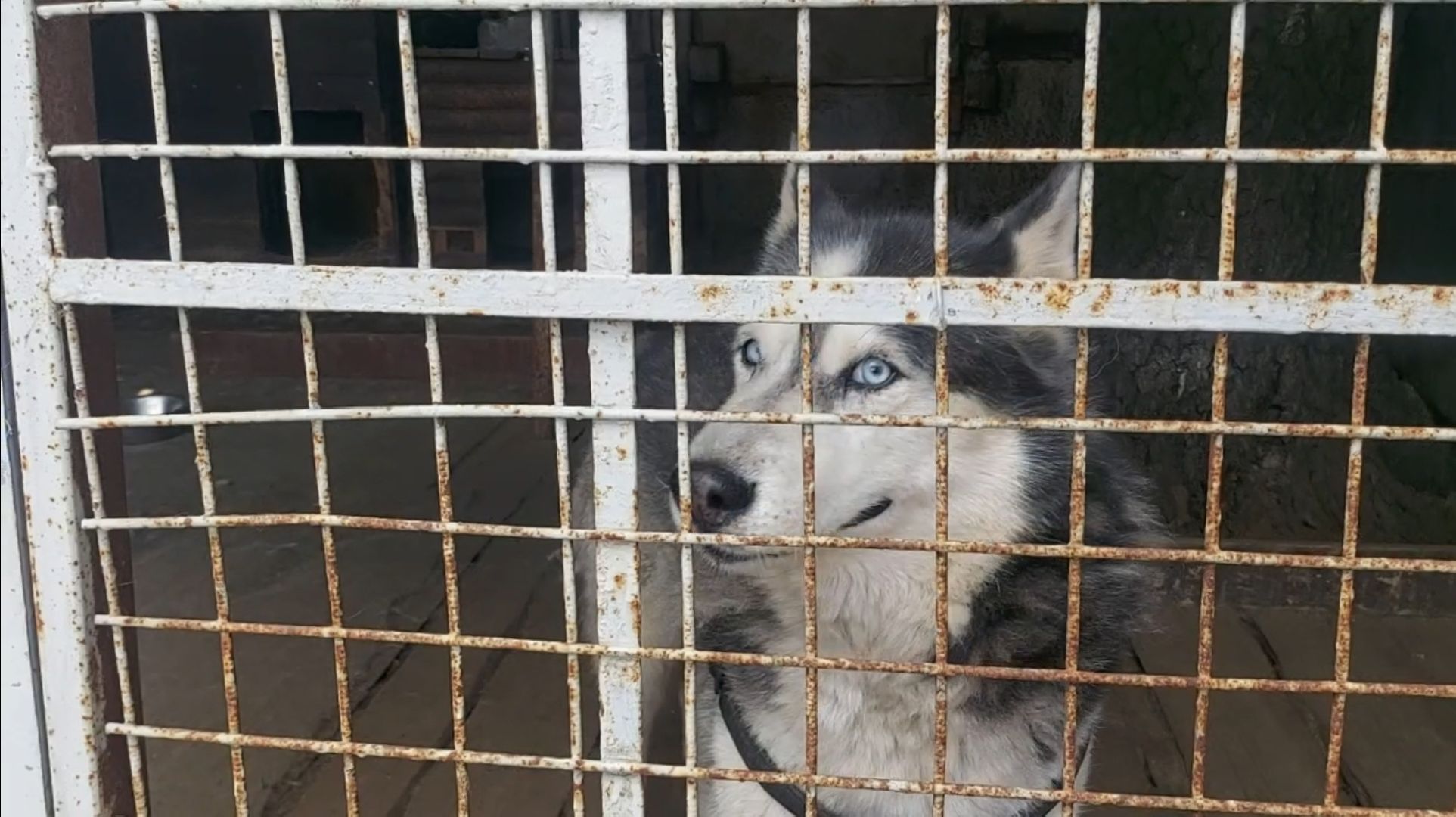 волонтеры, помощь, собаки, приют,