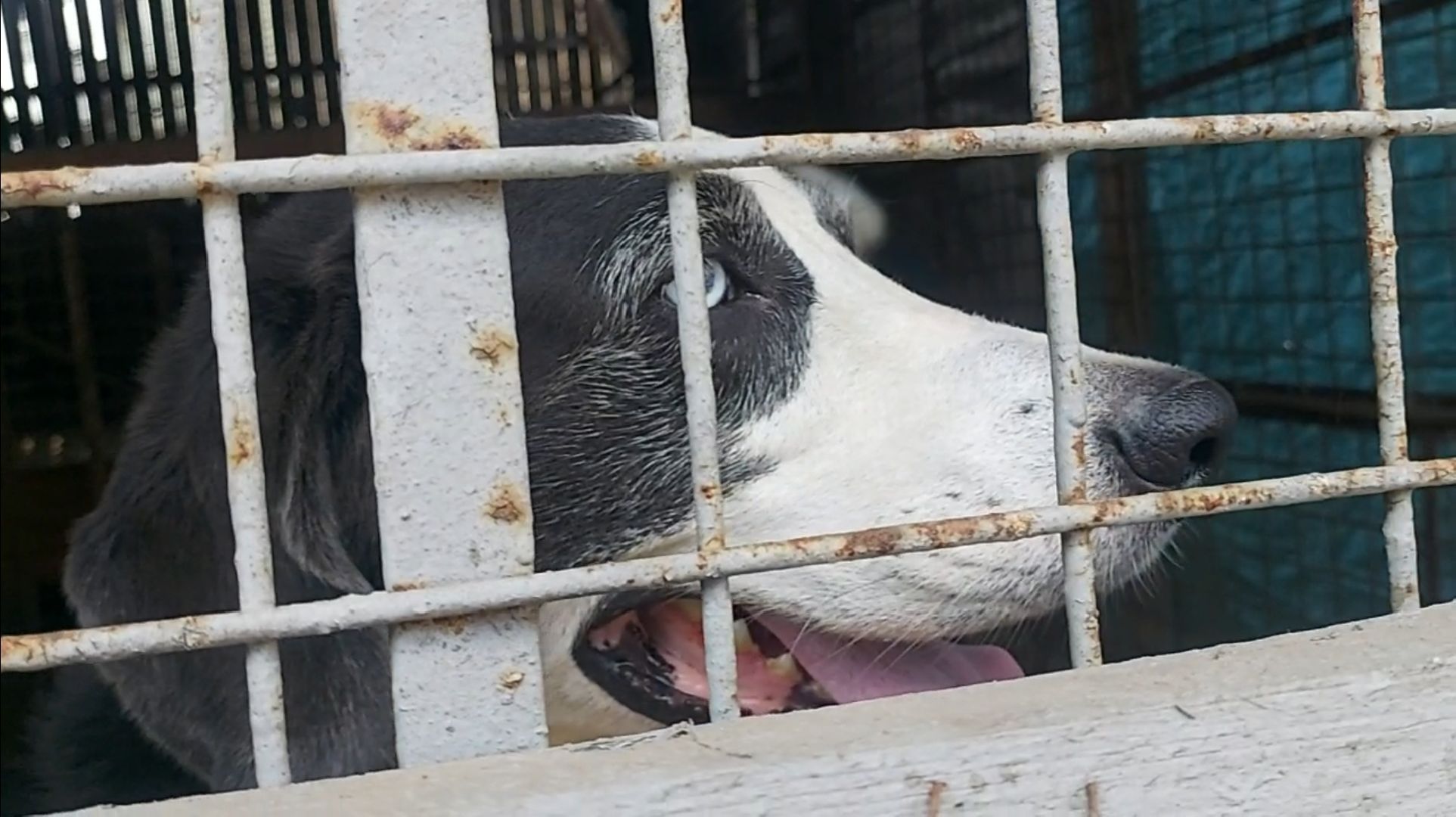 волонтеры, помощь, собаки, приют,
