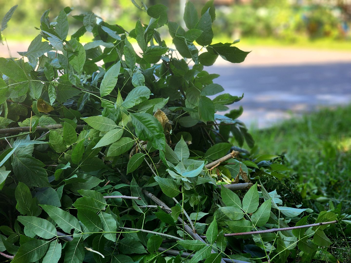дубна, благоуйстройство, обрезка кустов, санитарная стрижка,