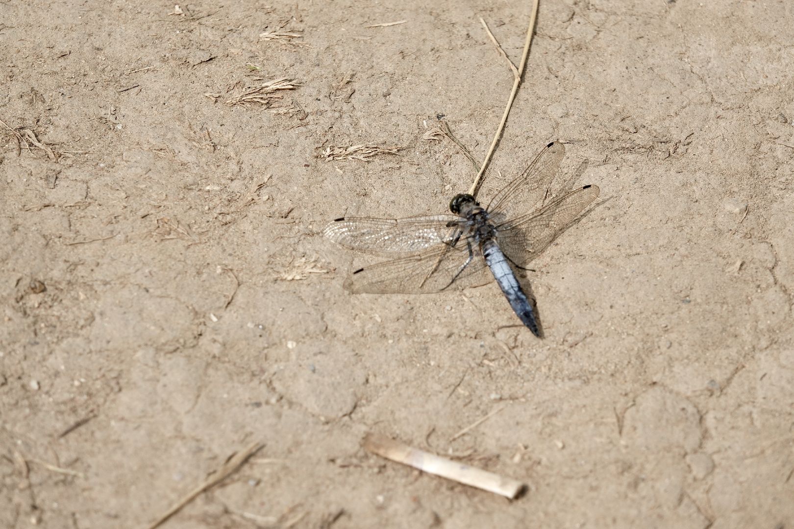 безопасность , сергиев посад, сергиево-посадский городской округ, мособлпожспас, купальный сезон , пляжи,