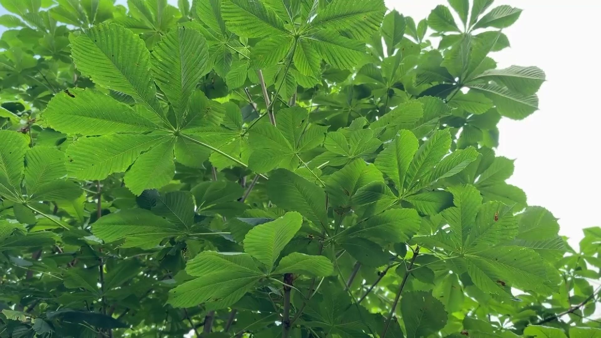 Реутов, каштановый сквер, деревья, благоустройство,