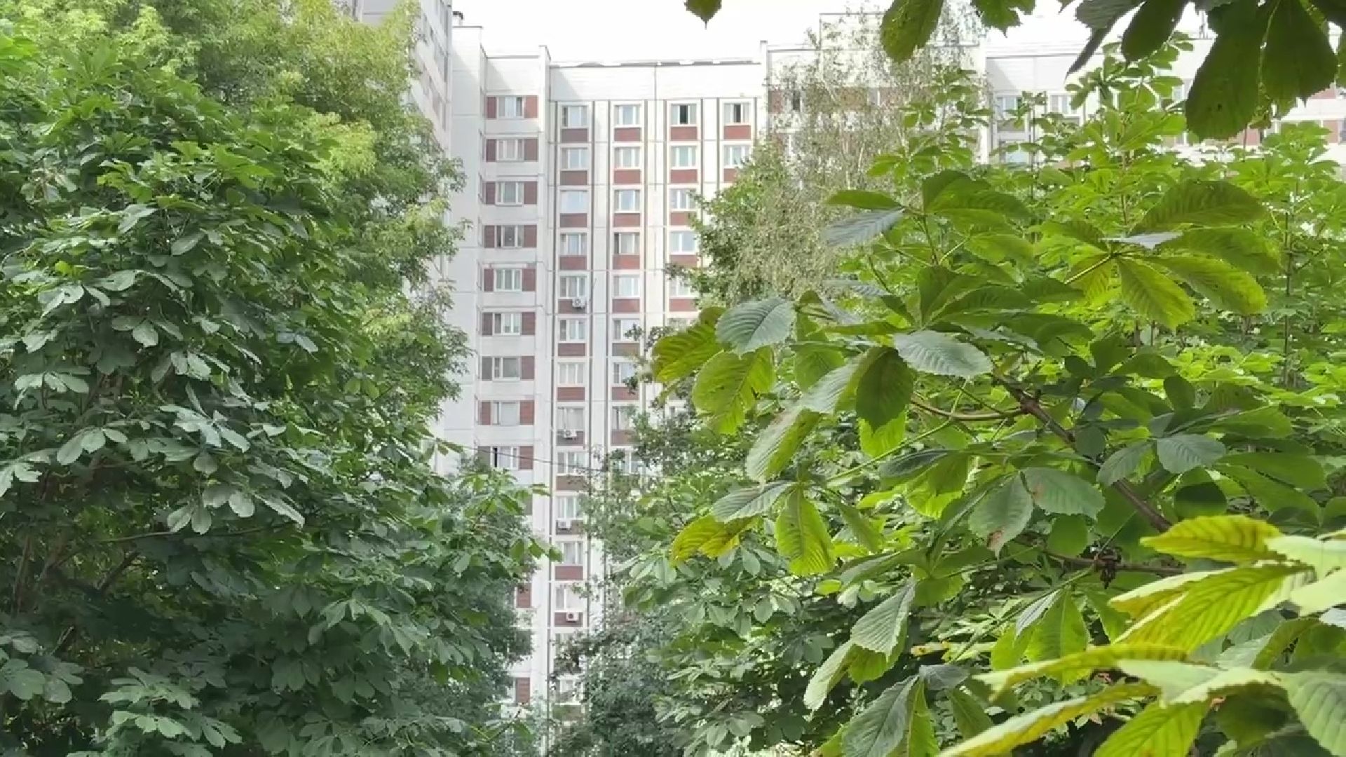 Реутов, каштановый сквер, деревья, благоустройство,