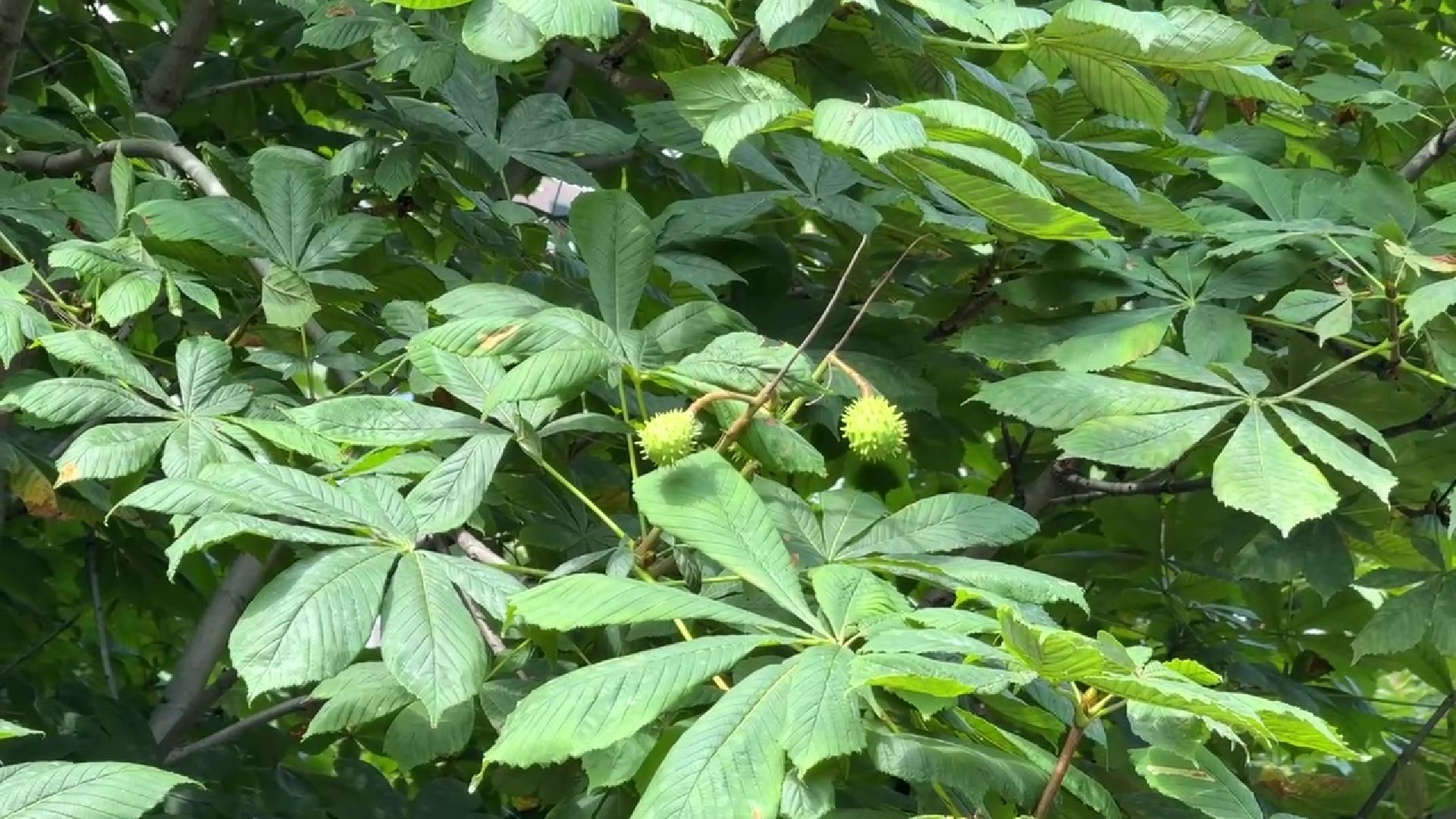 Реутов, каштановый сквер, деревья, благоустройство,