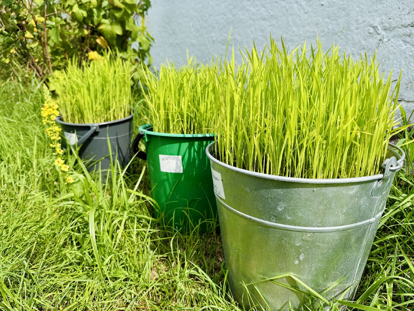 сельское хозяйство, раменское, быково, наука,исследования,