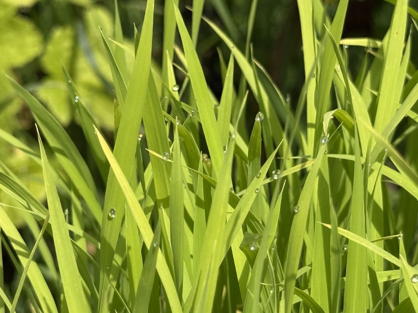 сельское хозяйство, раменское, быково, наука,исследования,