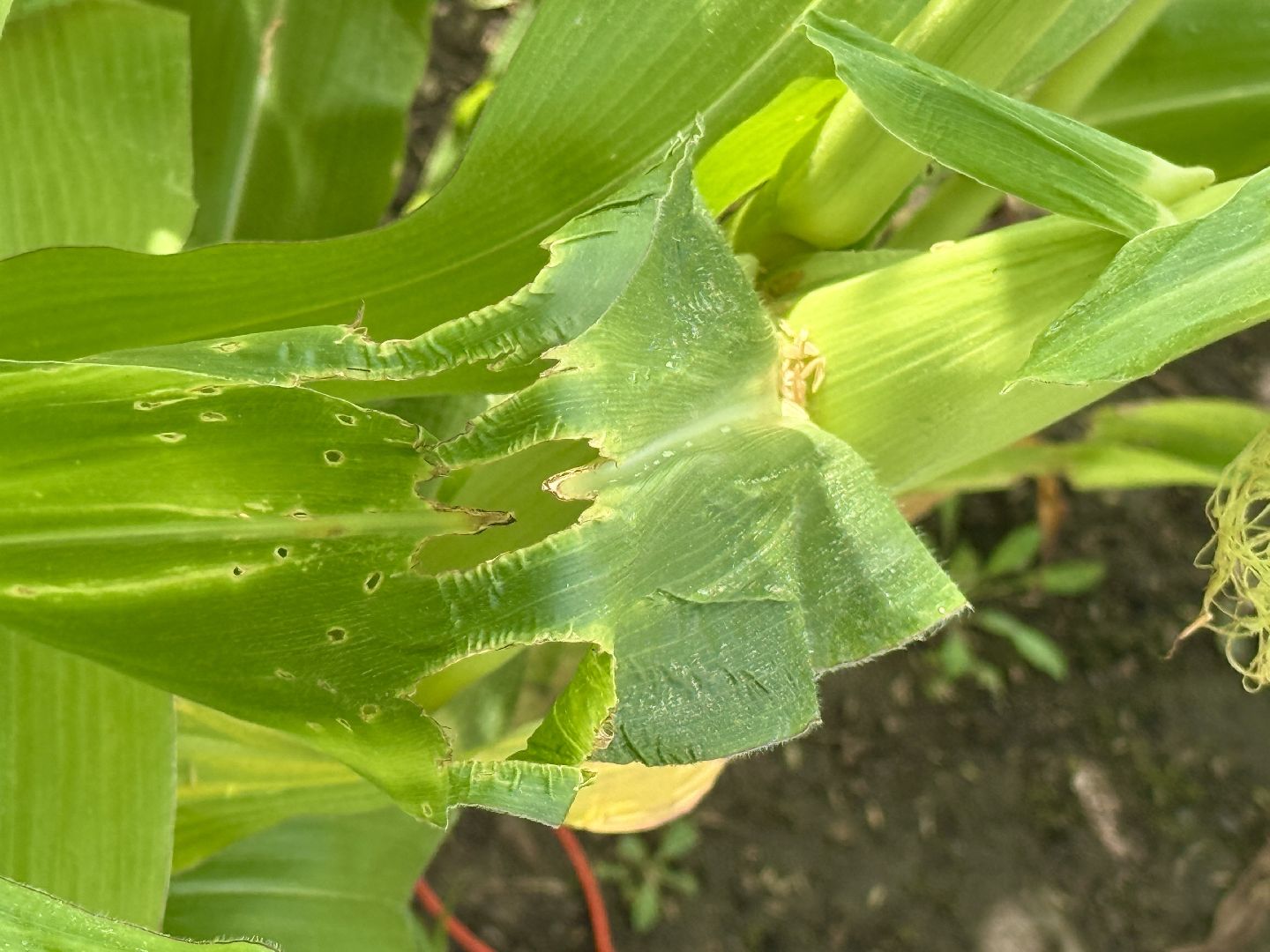 сельское хозяйство, раменское, быково, наука,исследования,