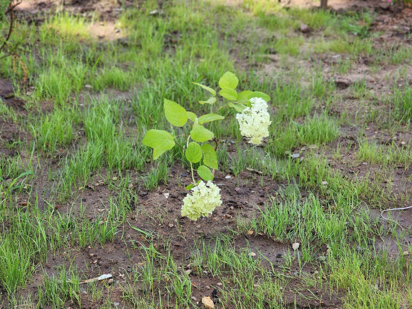 королёв,  капитальный ремонт, сквер у ракетно-космической корпорации энергия, губернатор московской области,