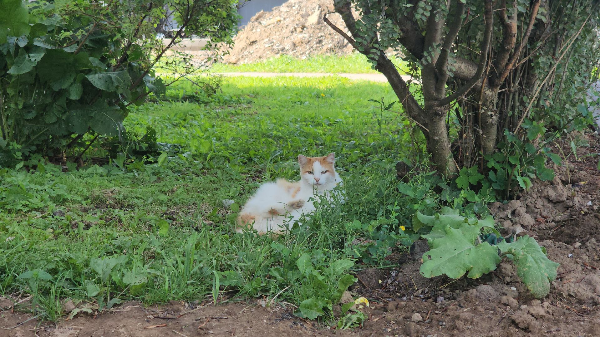 щёлково, Богослово, благоустройство двора, новый асфальт,