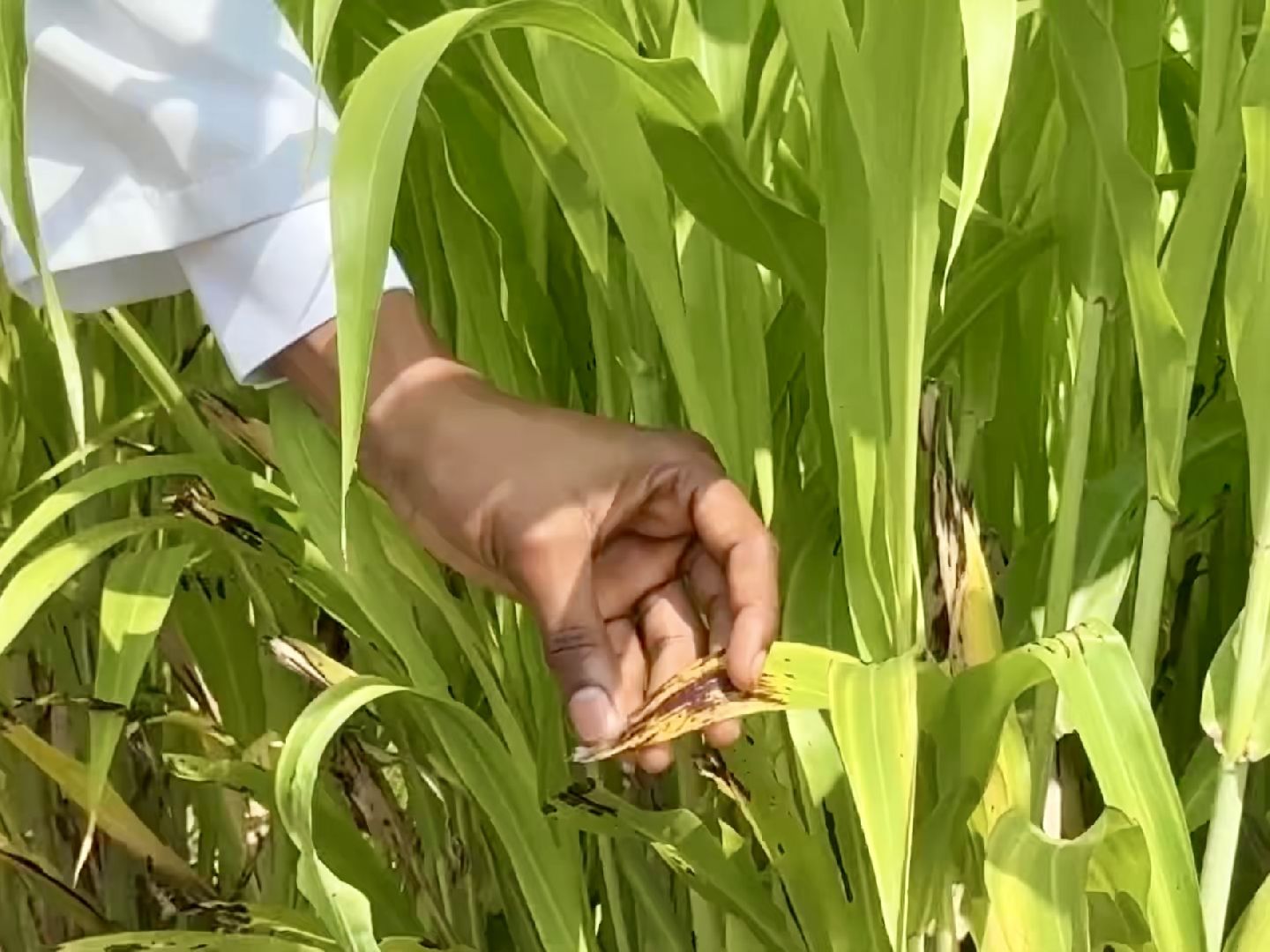раменское, быково, сельское хозяйство, исследование, РУДН, международные связи,