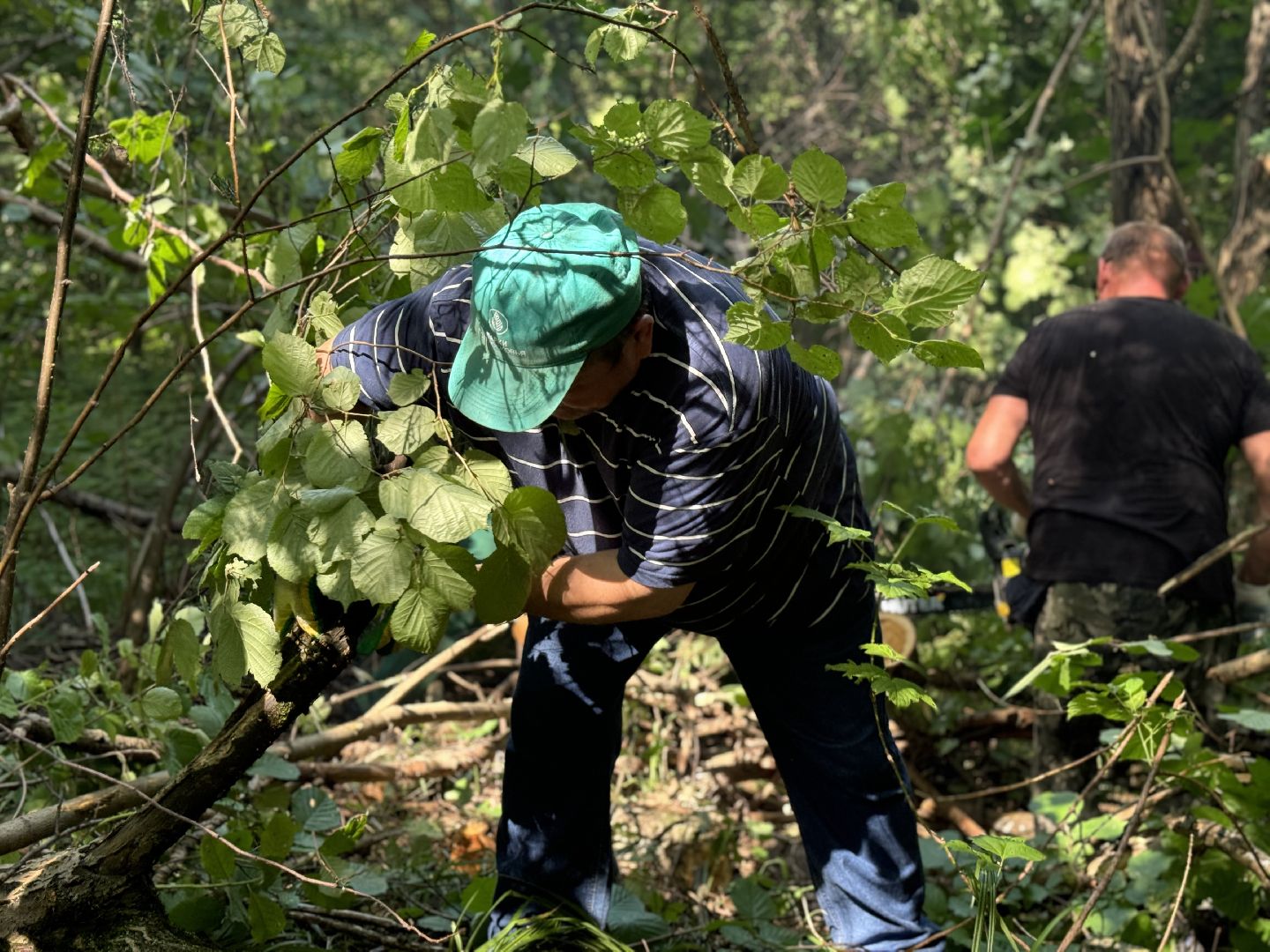 вырубка деревьев, ленинский городской округ, парки видного, санитарная обрезка деревьев,