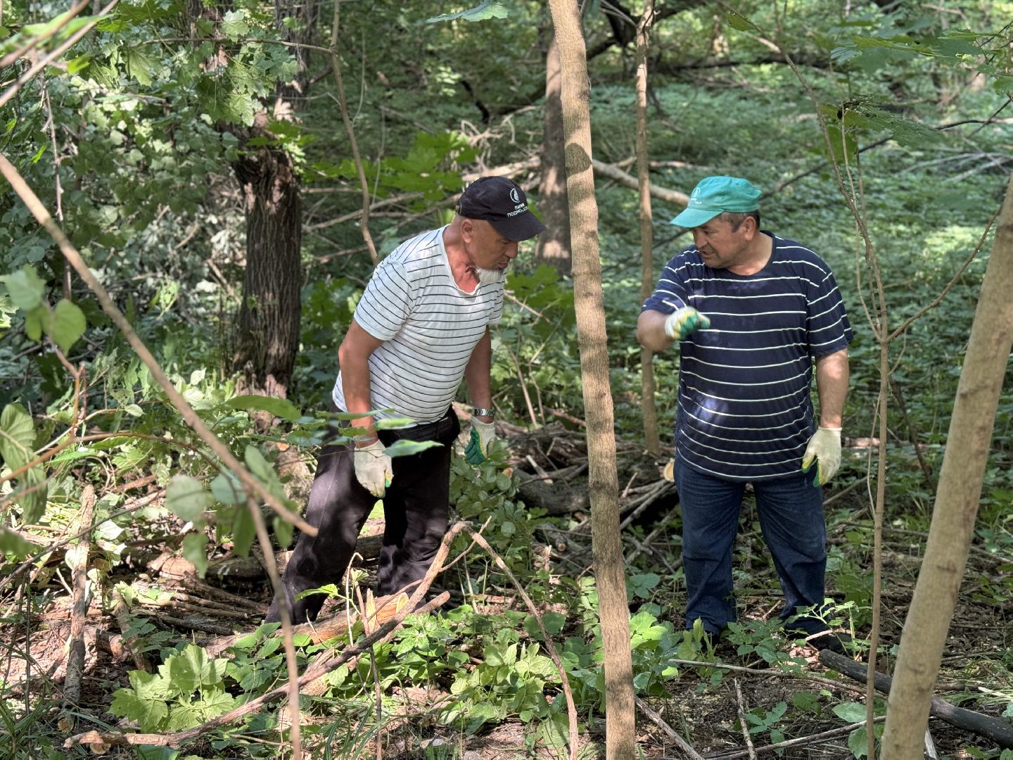 вырубка деревьев, ленинский городской округ, парки видного, санитарная обрезка деревьев,