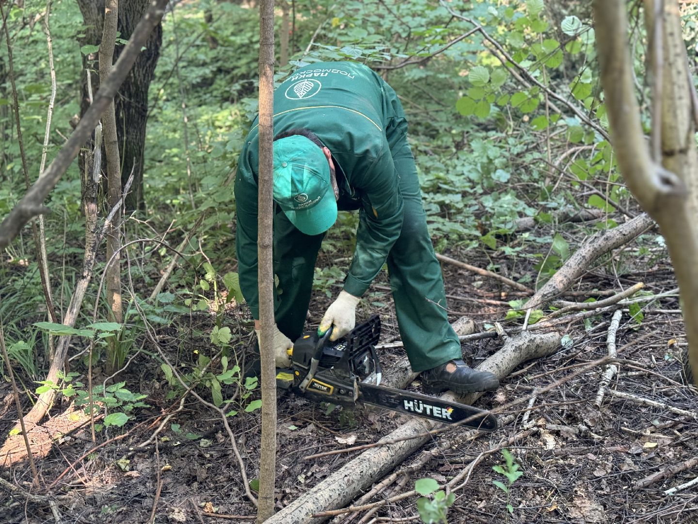 вырубка деревьев, ленинский городской округ, парки видного, санитарная обрезка деревьев,