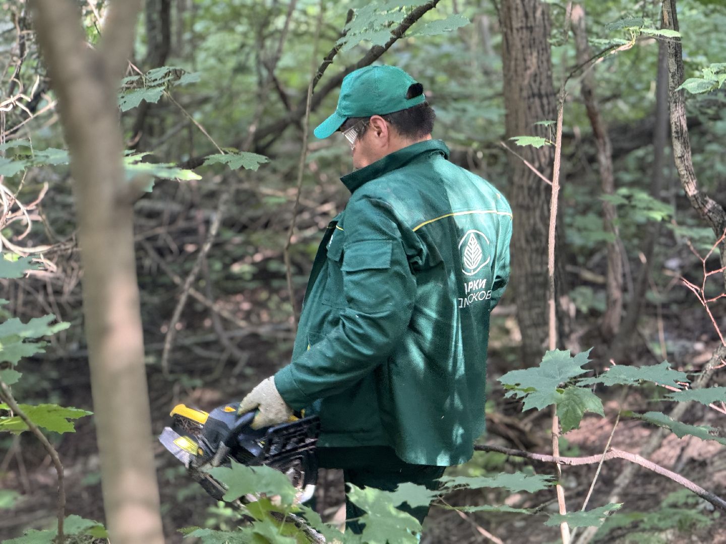 вырубка деревьев, ленинский городской округ, парки видного, санитарная обрезка деревьев,