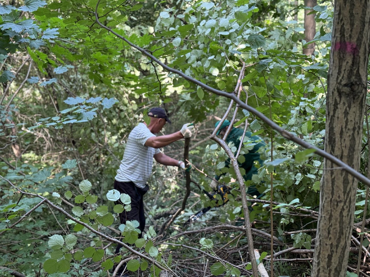 вырубка деревьев, ленинский городской округ, парки видного, санитарная обрезка деревьев,
