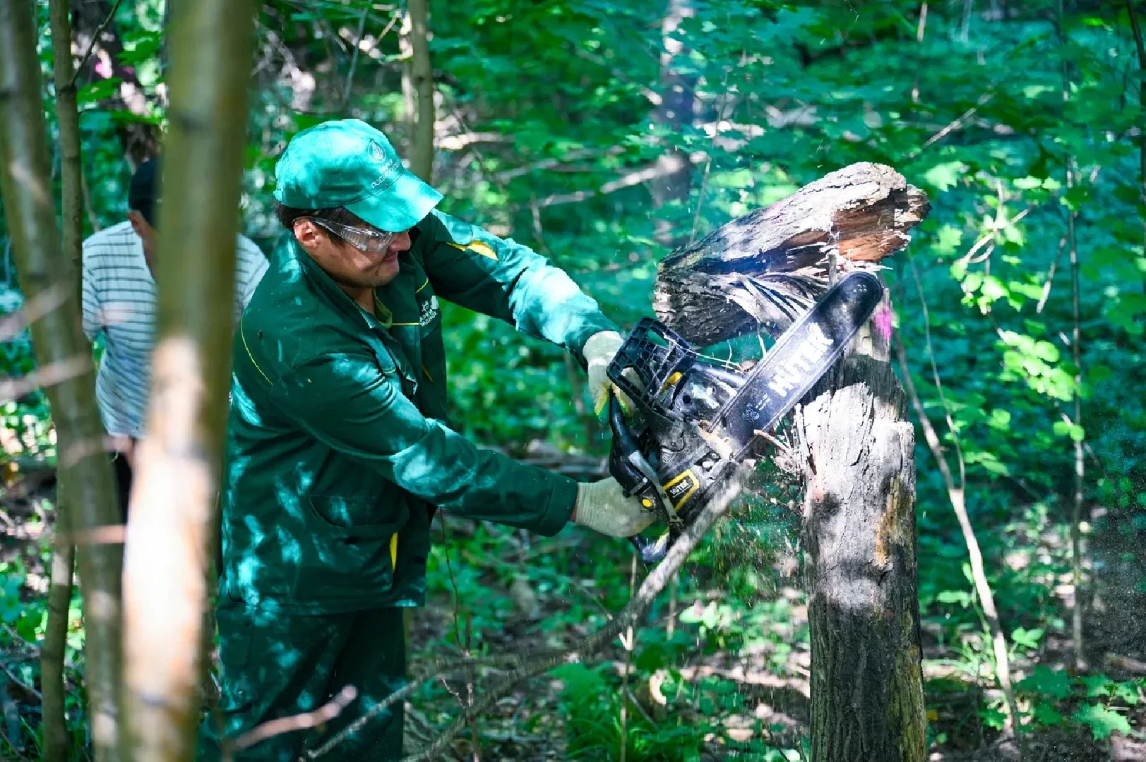 вырубка деревьев, ленинский городской округ, парки видного, санитарная обрезка деревьев,