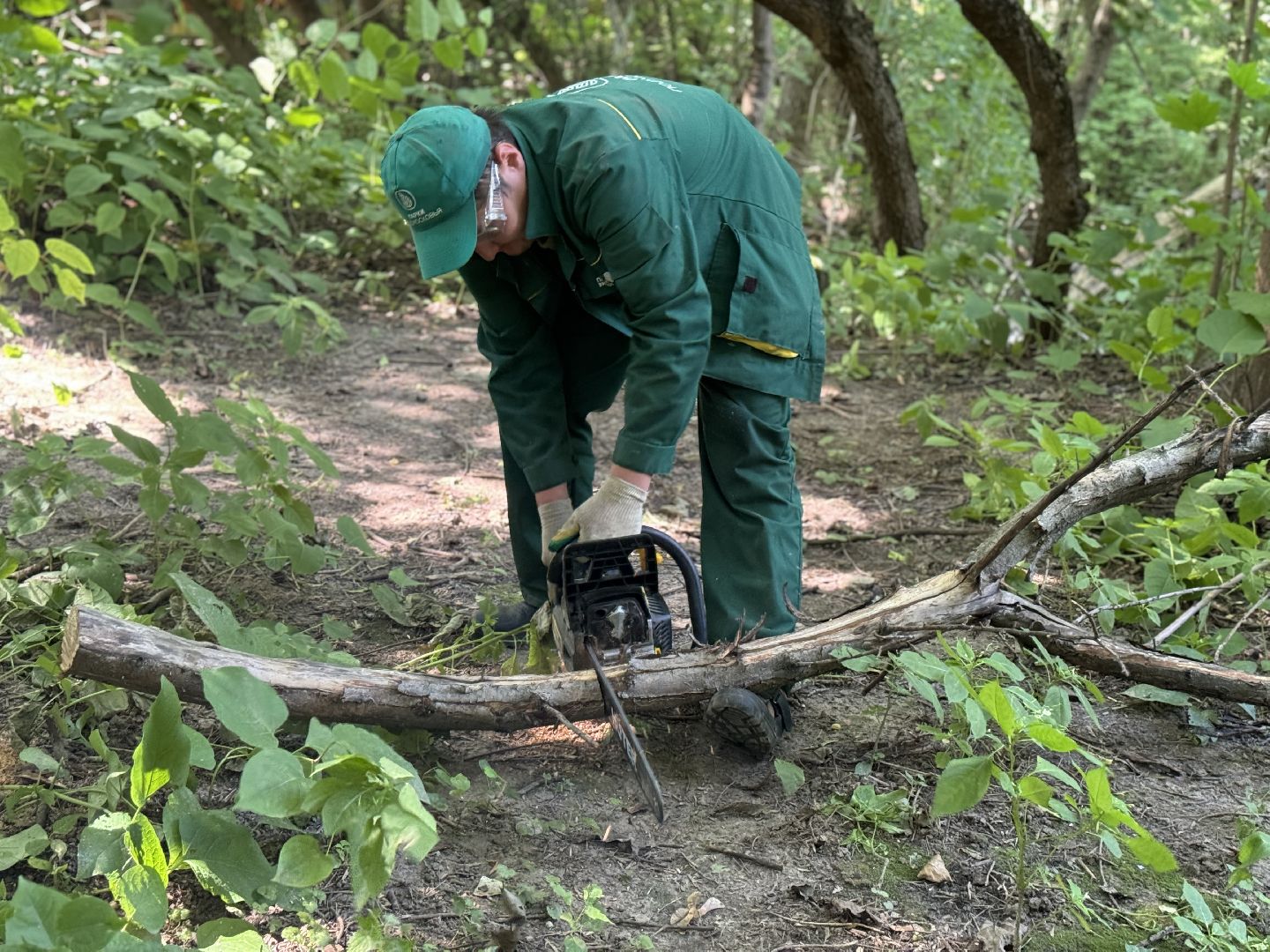 вырубка деревьев, ленинский городской округ, парки видного, санитарная обрезка деревьев,
