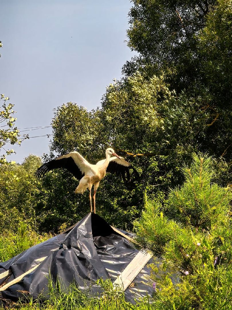 наро-фоминский городской округ, аисты, Красная книга, деревня слепушкино, преображенский храм в слепушкине,