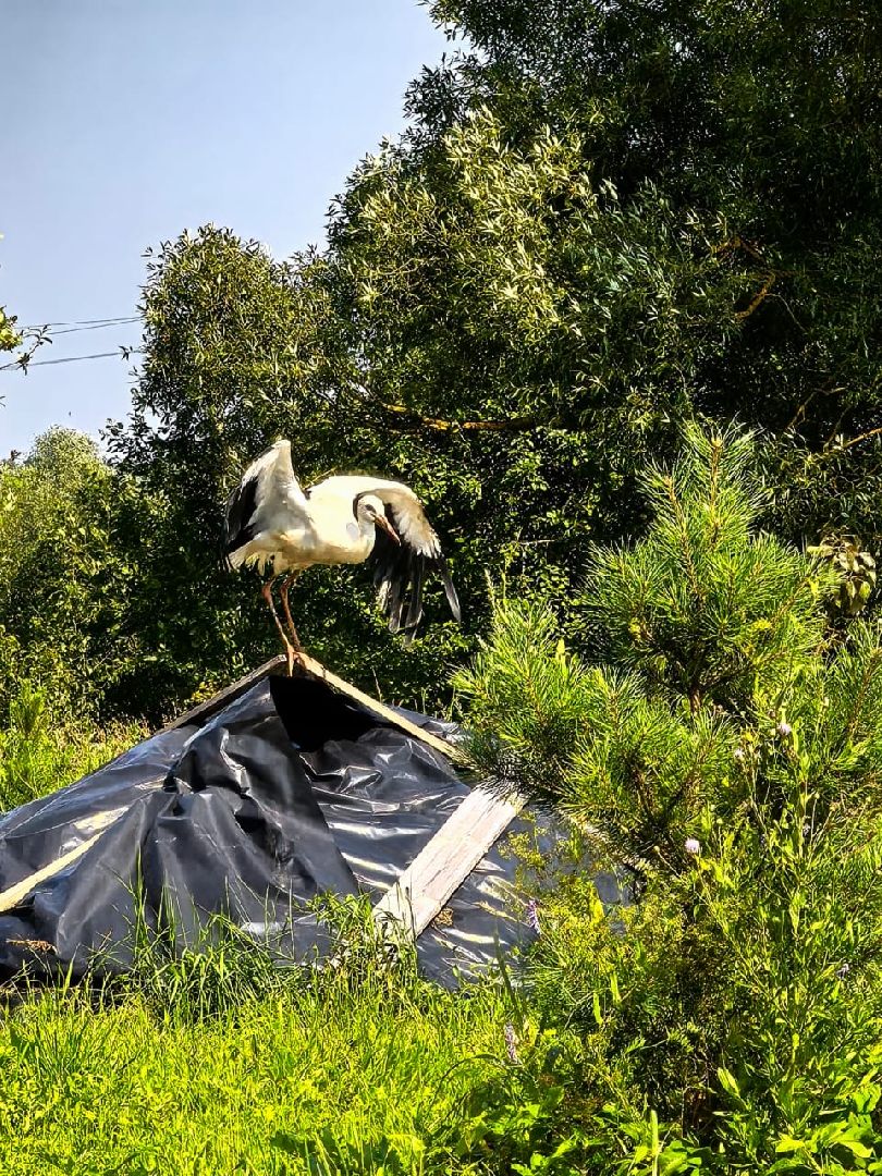наро-фоминский городской округ, аисты, Красная книга, деревня слепушкино, преображенский храм в слепушкине,