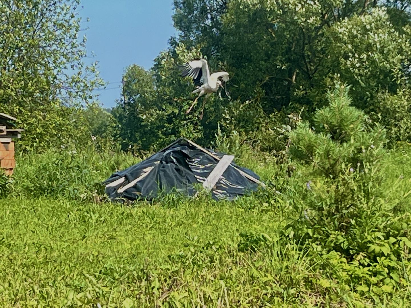 наро-фоминский городской округ, аисты, Красная книга, деревня слепушкино, преображенский храм в слепушкине,