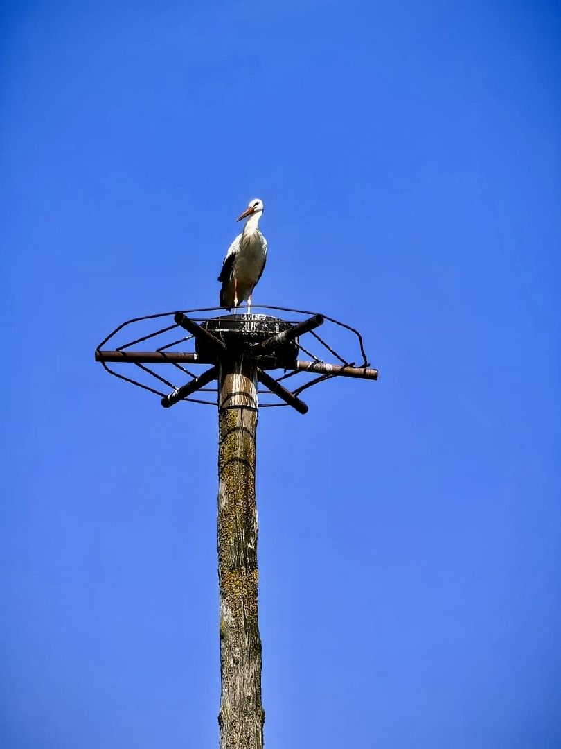 наро-фоминский городской округ, аисты, Красная книга, деревня слепушкино, преображенский храм в слепушкине,