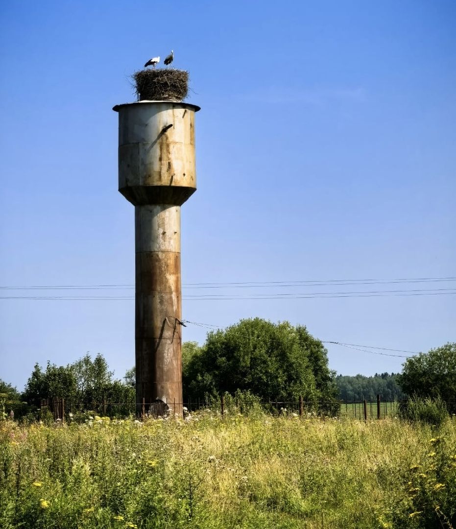наро-фоминский городской округ, аисты, Красная книга, деревня слепушкино, преображенский храм в слепушкине,