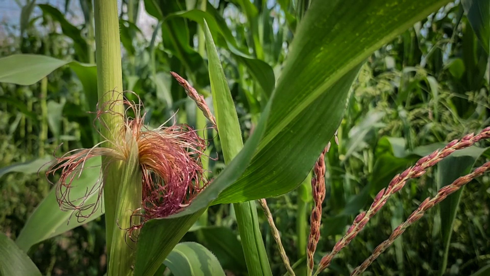 бронницы, сельскохозяйственное предприятие , расширение производства,