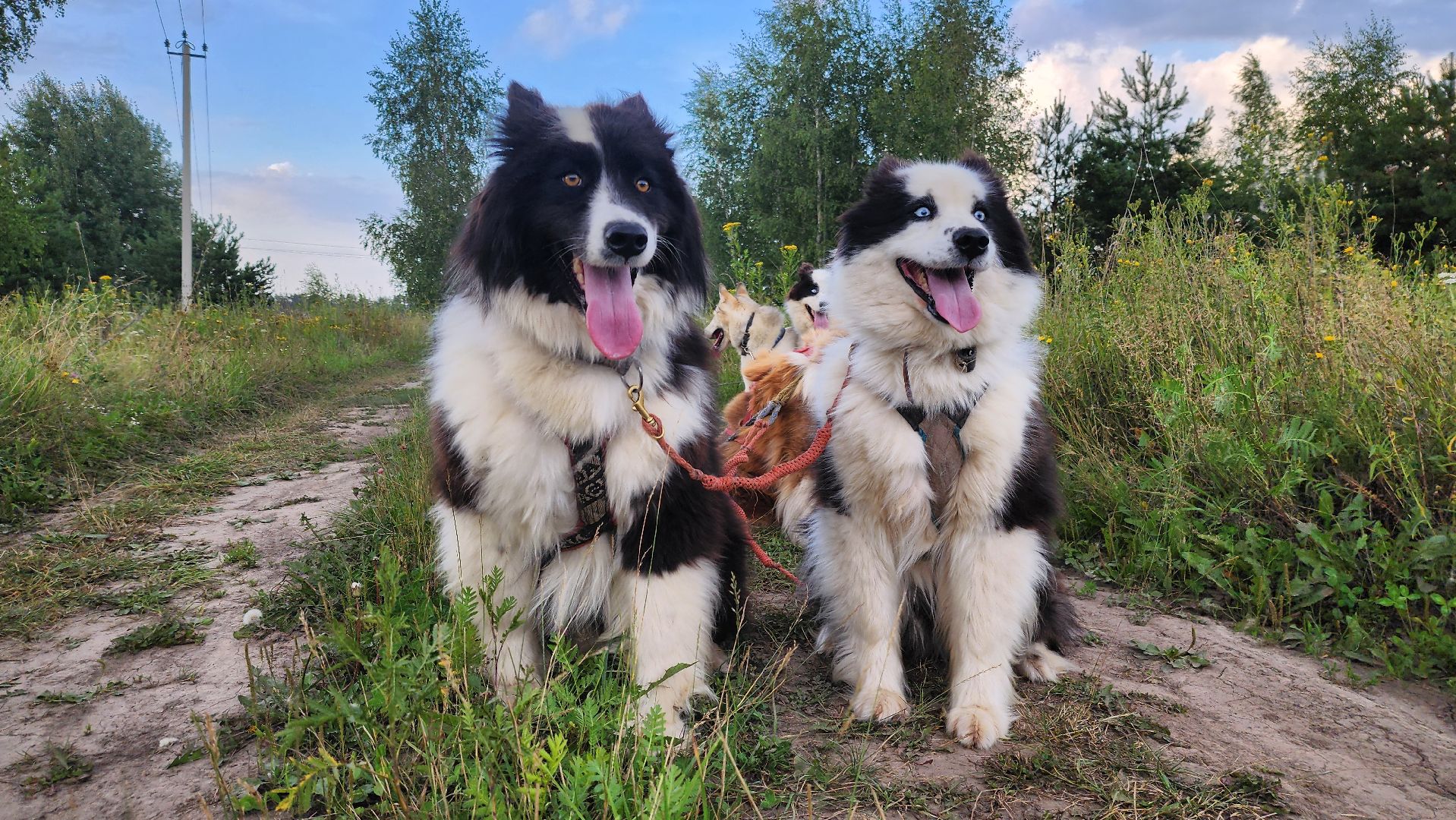 Зарайск,  Туризм, Собачья упряжка,Зооцентр Святополе,