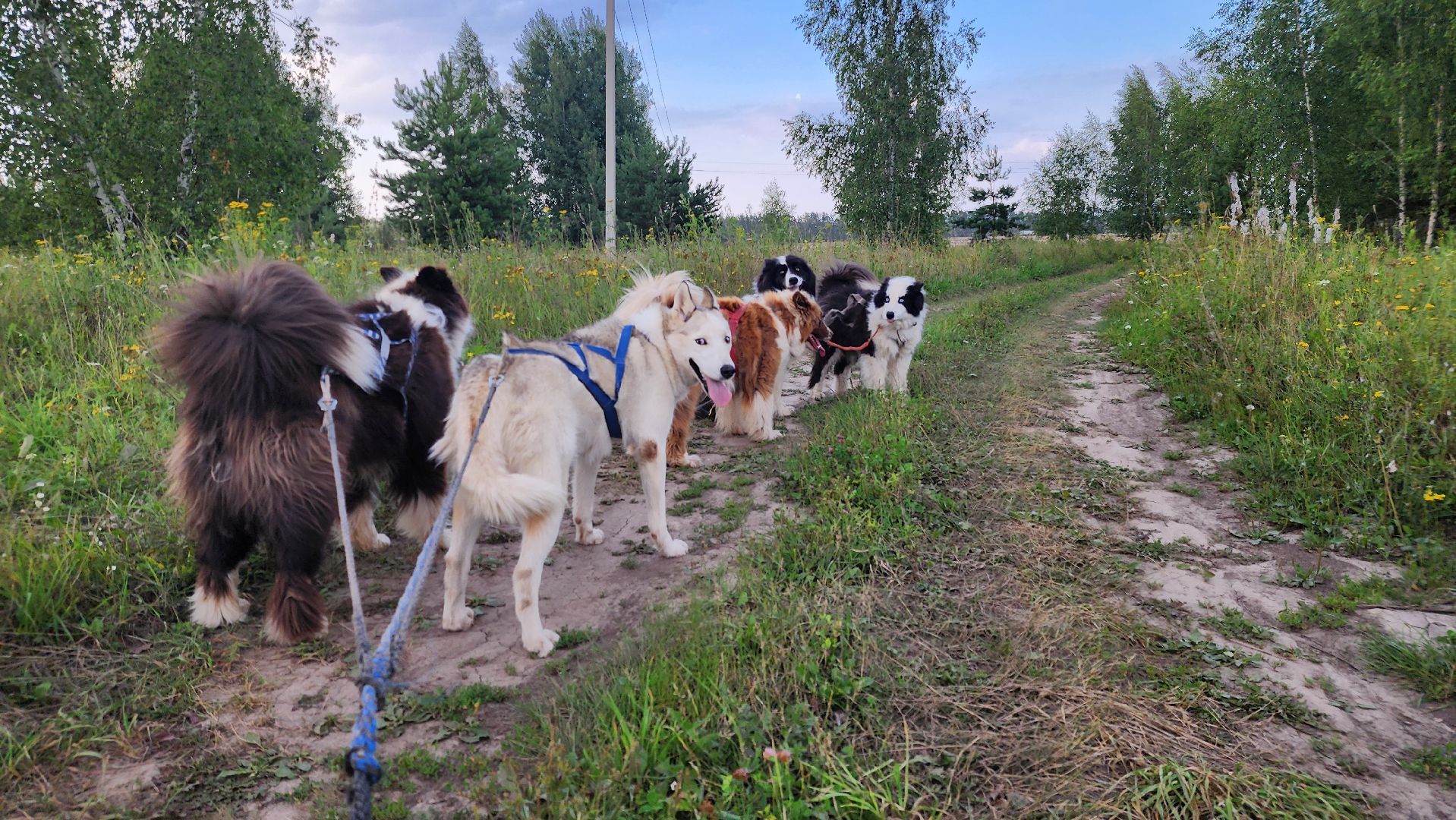 Зарайск,  Туризм, Собачья упряжка,Зооцентр Святополе,