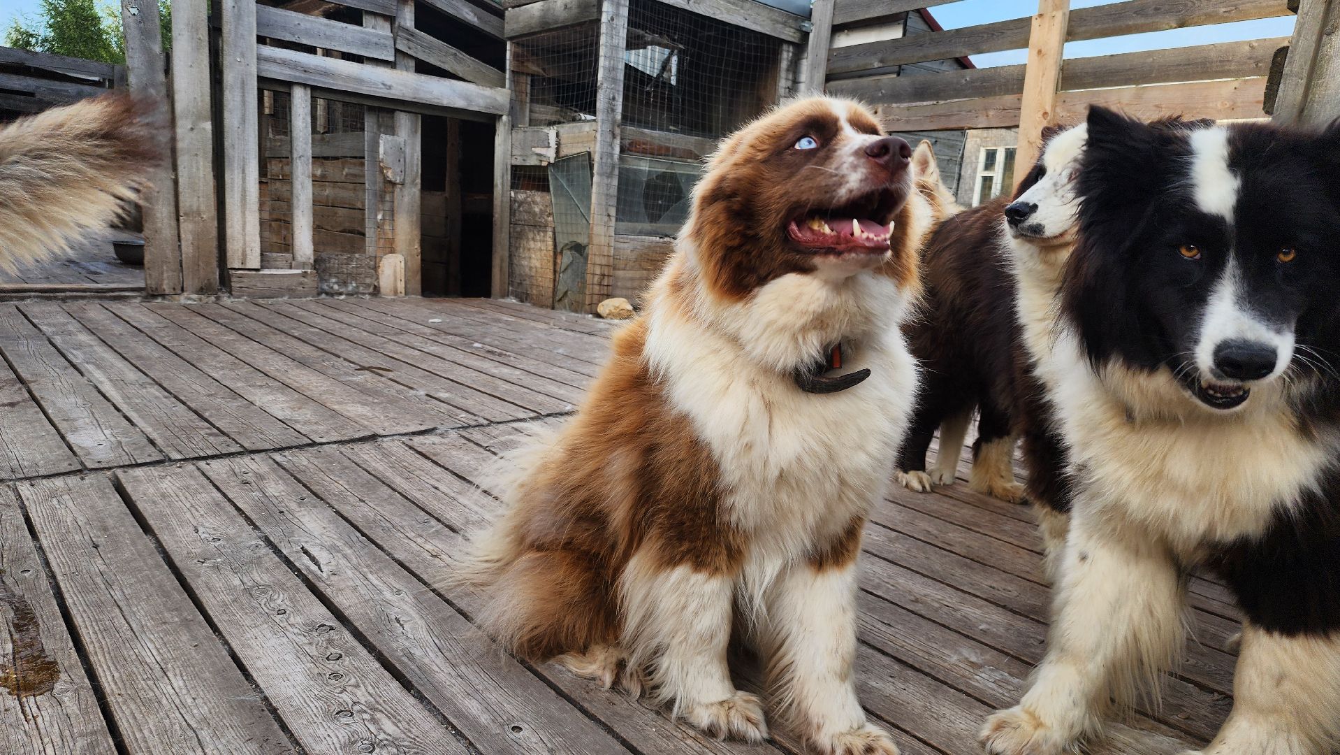 Зарайск,  Туризм, Собачья упряжка,Зооцентр Святополе,