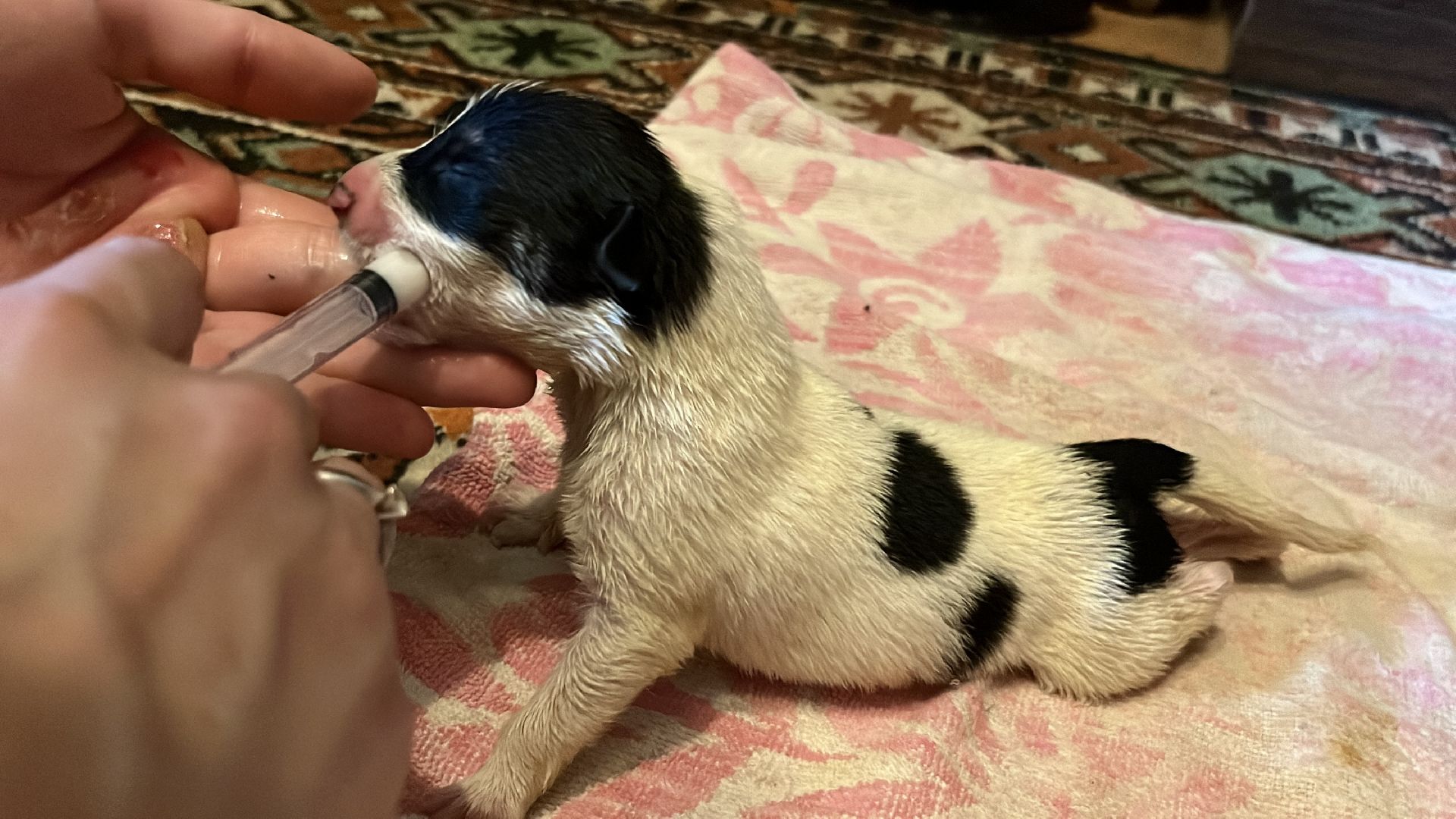 наро-фоминск, бездомные животные, собаки в добрые руки, ветеран сво, новый дом для животных, доброе дело,