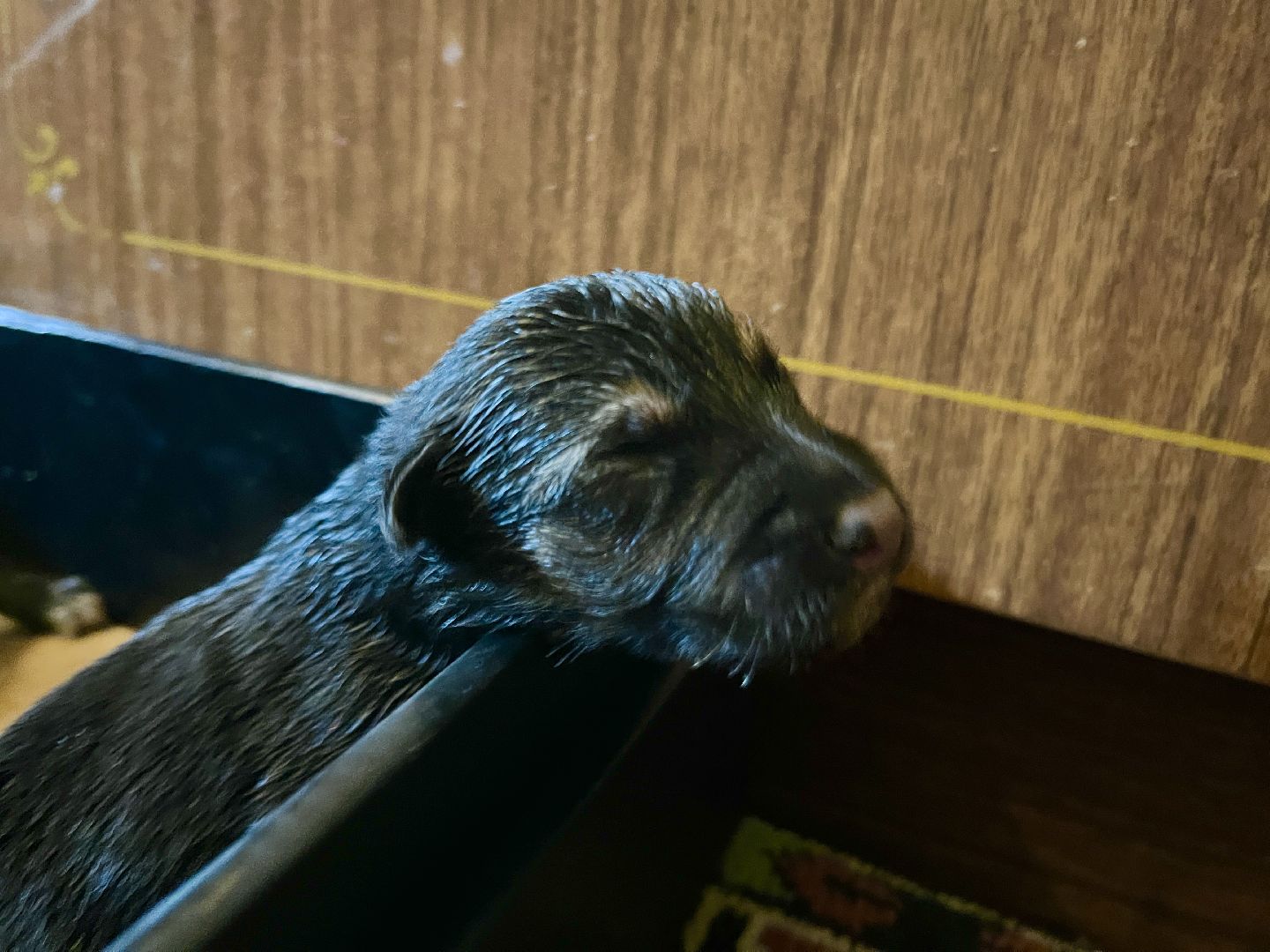 наро-фоминск, бездомные животные, собаки в добрые руки, ветеран сво, новый дом для животных, доброе дело,