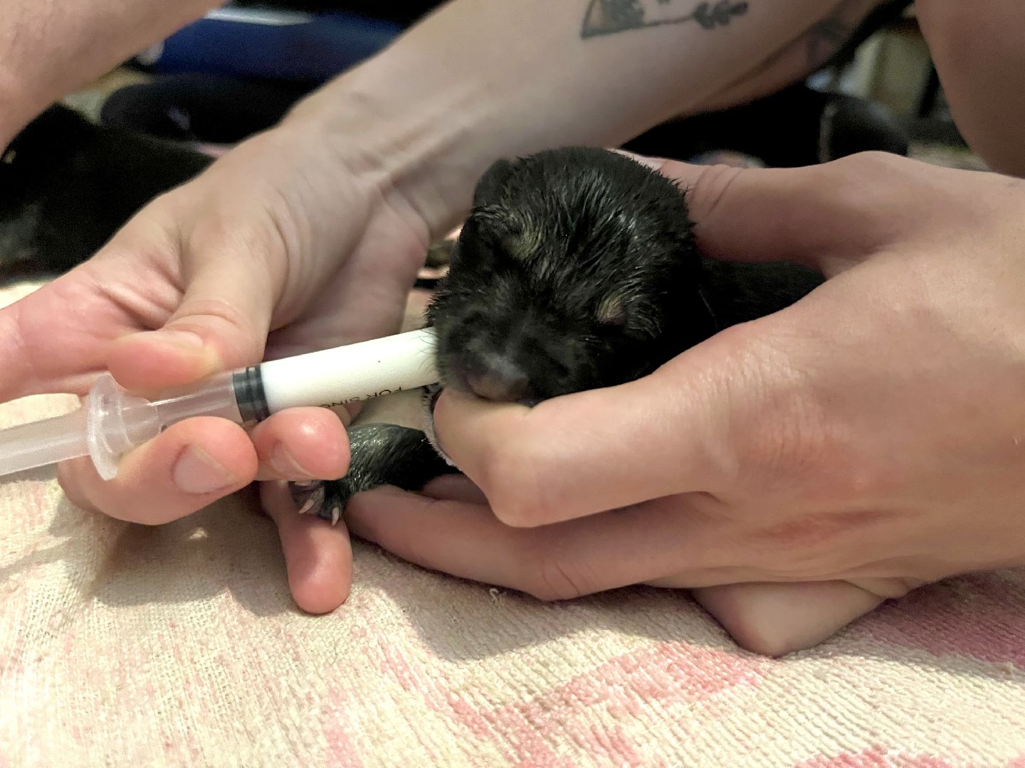 наро-фоминск, бездомные животные, собаки в добрые руки, ветеран сво, новый дом для животных, доброе дело,