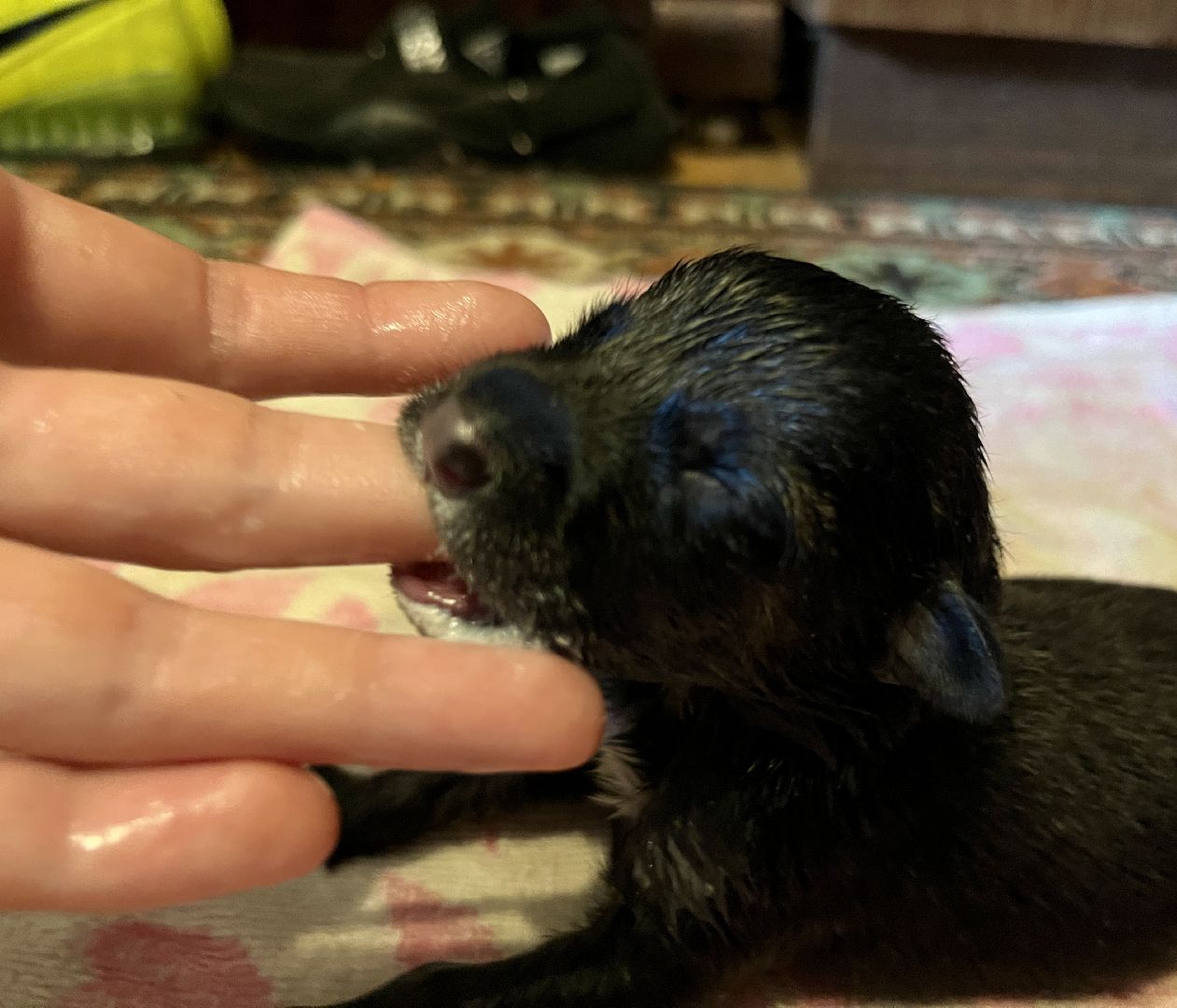 наро-фоминск, бездомные животные, собаки в добрые руки, ветеран сво, новый дом для животных, доброе дело,