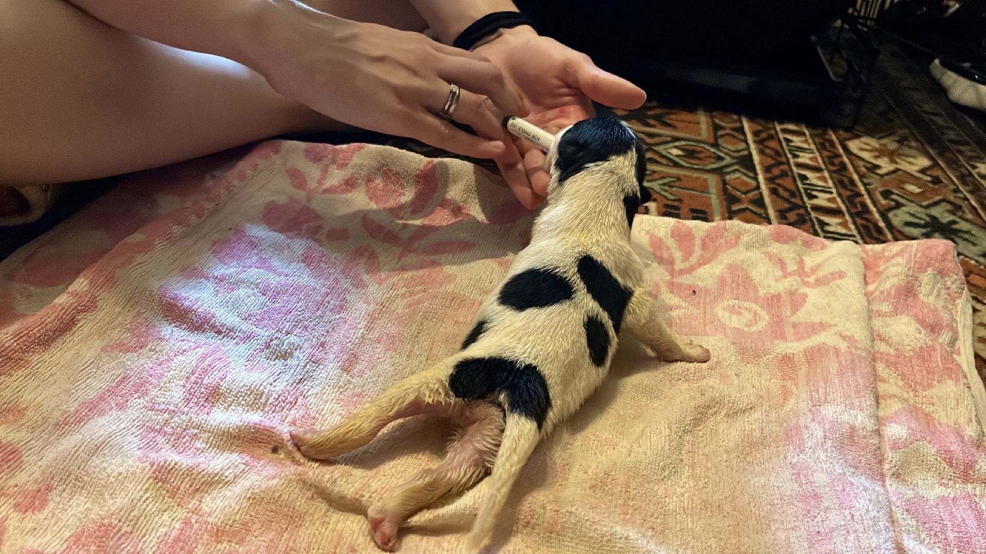 наро-фоминск, бездомные животные, собаки в добрые руки, ветеран сво, новый дом для животных, доброе дело,