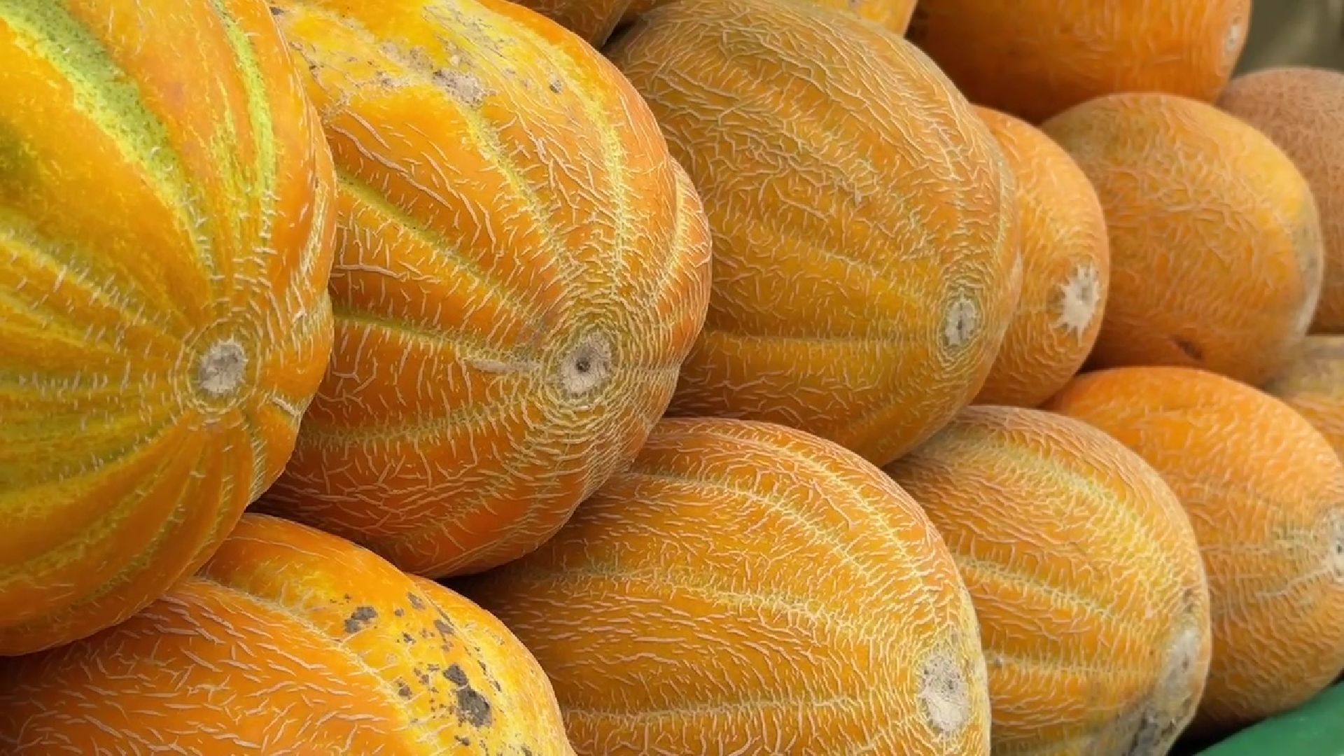 Реутов, бахчевой сезон, арбузы, дыни, продажи,