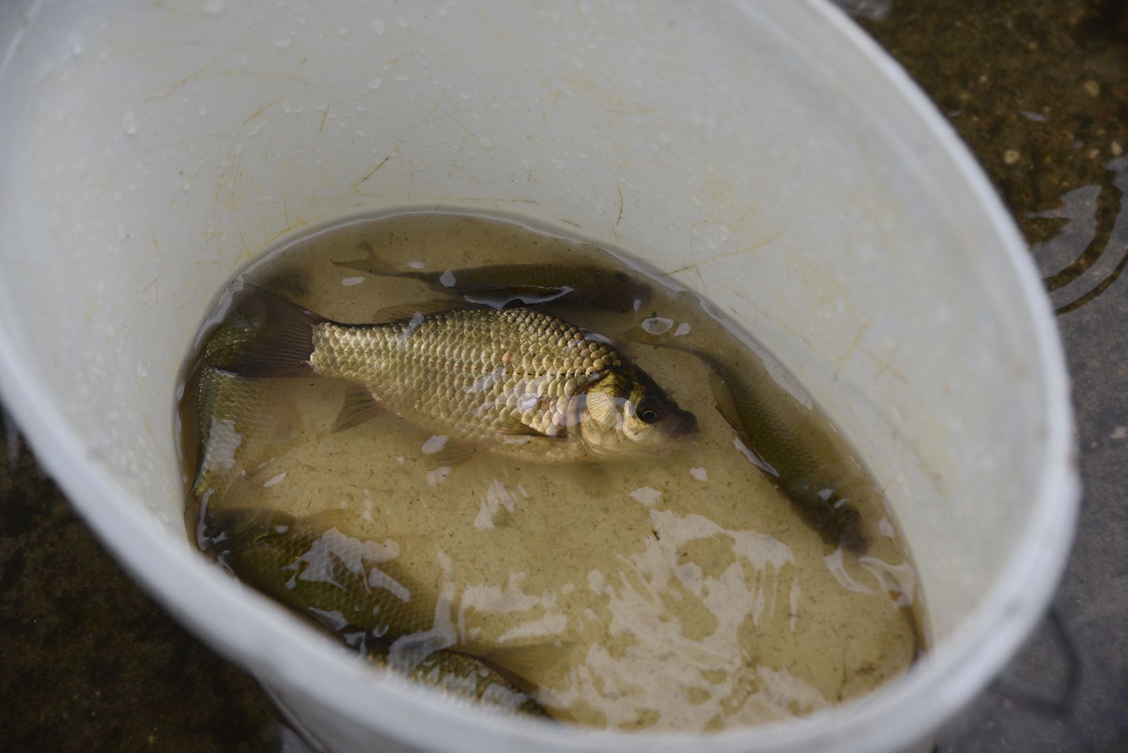 лотошино, лотошинский парк, рыбалка, парки подмосковья,
