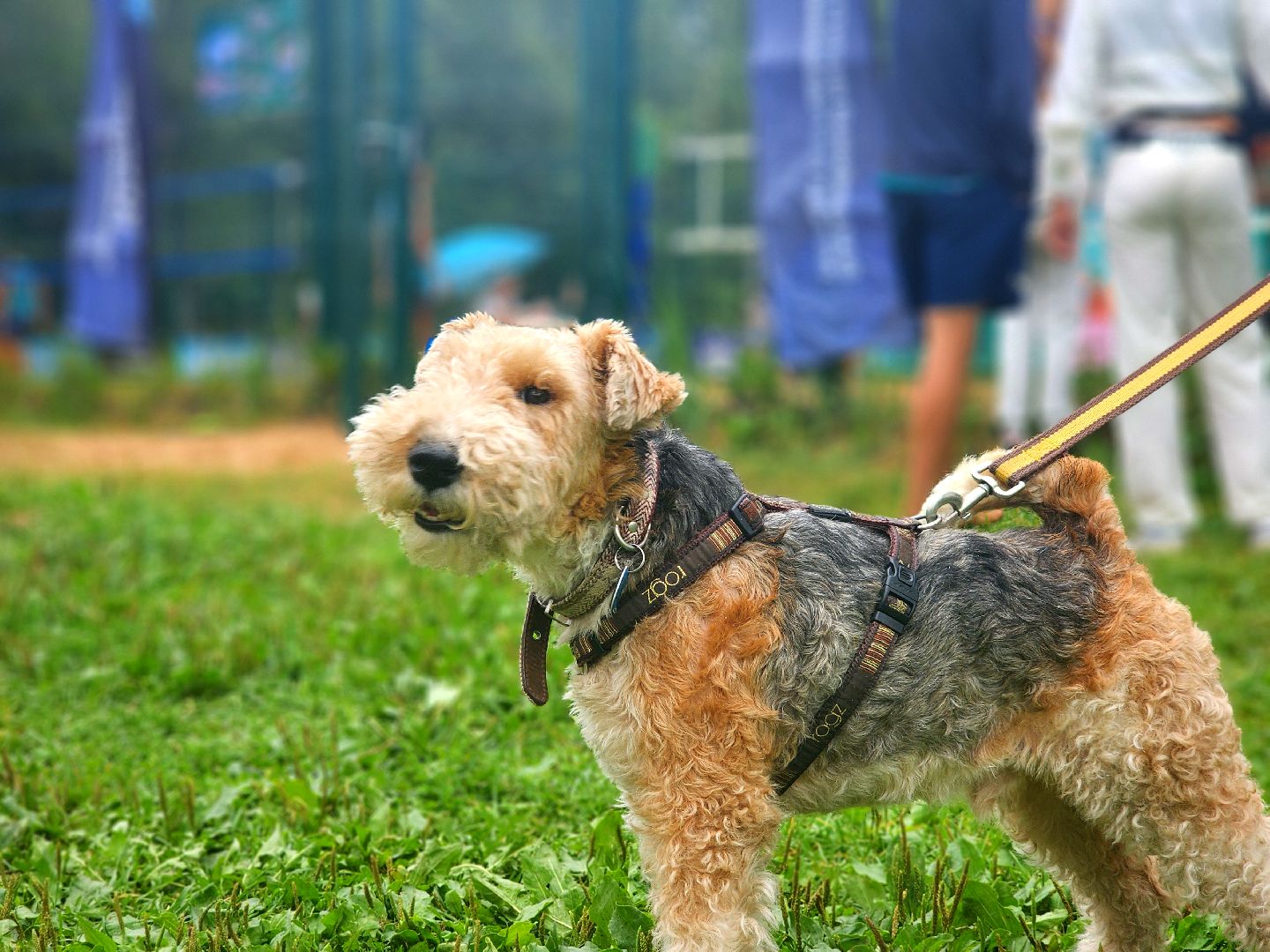 дубна, спорт, кубок московского моря, волейбол, пляжный волейбол,