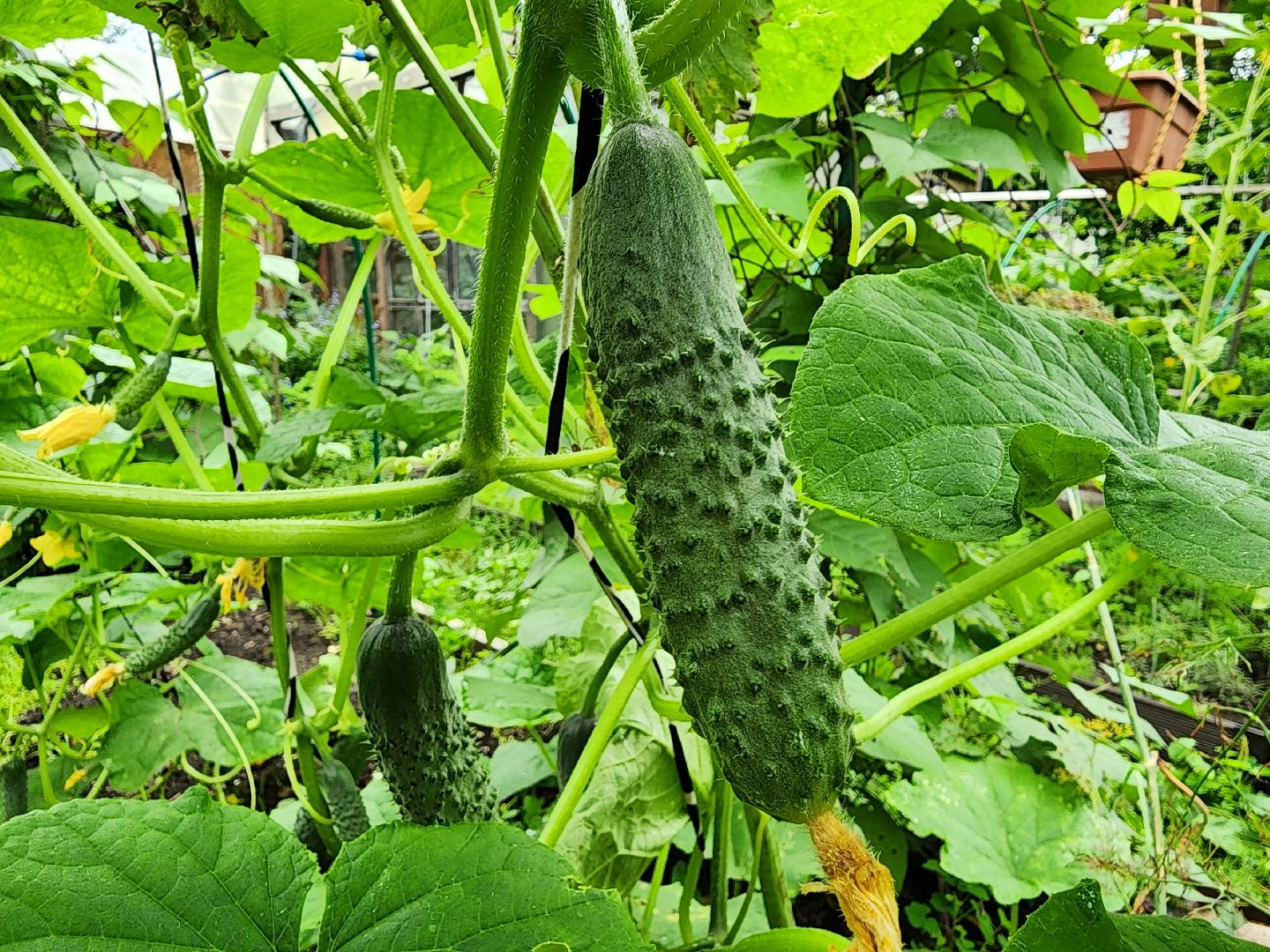 садоводство, сбор урожая, хранение урожая, старая купавна, богородский городской округ,