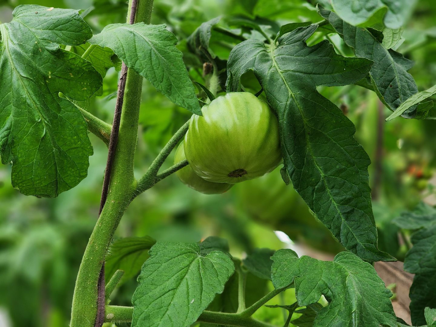 садоводство, сбор урожая, хранение урожая, старая купавна, богородский городской округ,
