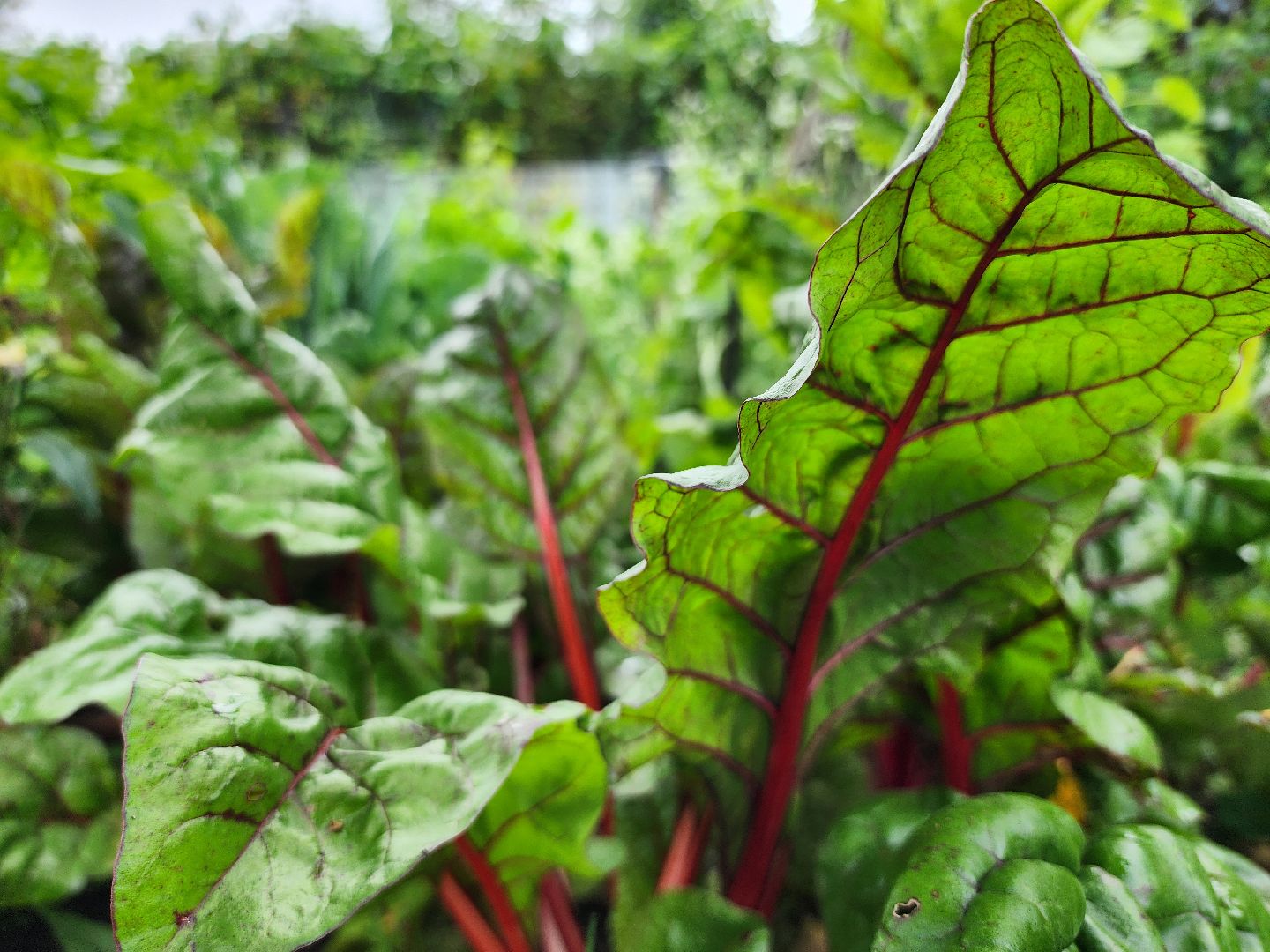 садоводство, сбор урожая, хранение урожая, старая купавна, богородский городской округ,