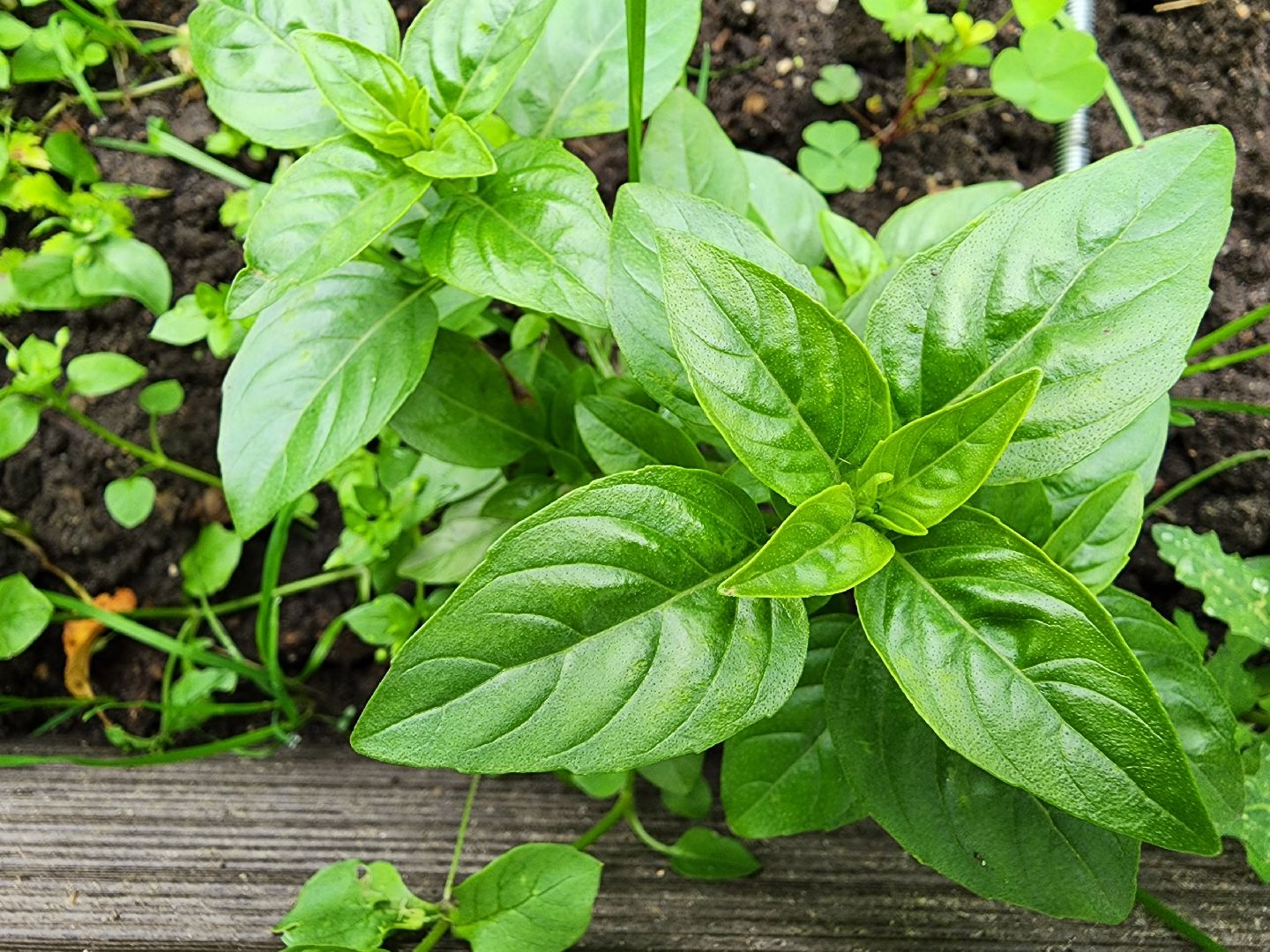 садоводство, сбор урожая, хранение урожая, старая купавна, богородский городской округ,