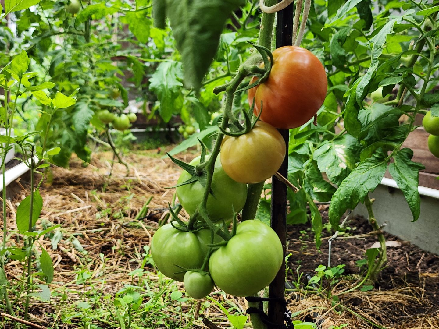 садоводство, сбор урожая, хранение урожая, старая купавна, богородский городской округ,