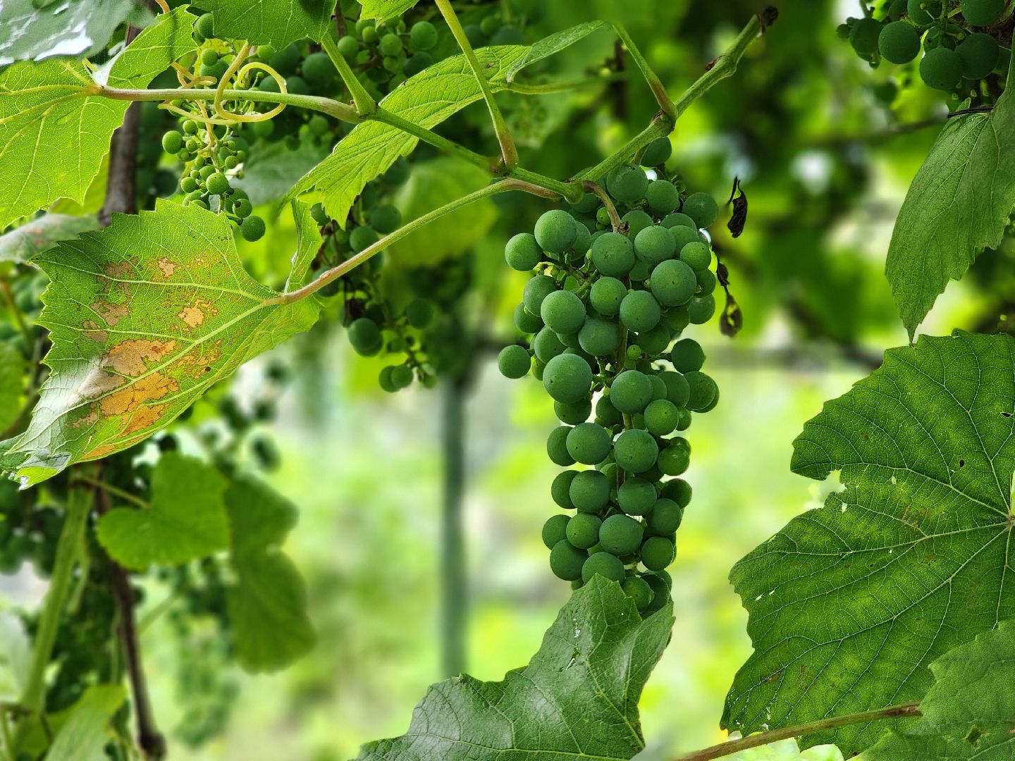 садоводство, сбор урожая, хранение урожая, старая купавна, богородский городской округ,