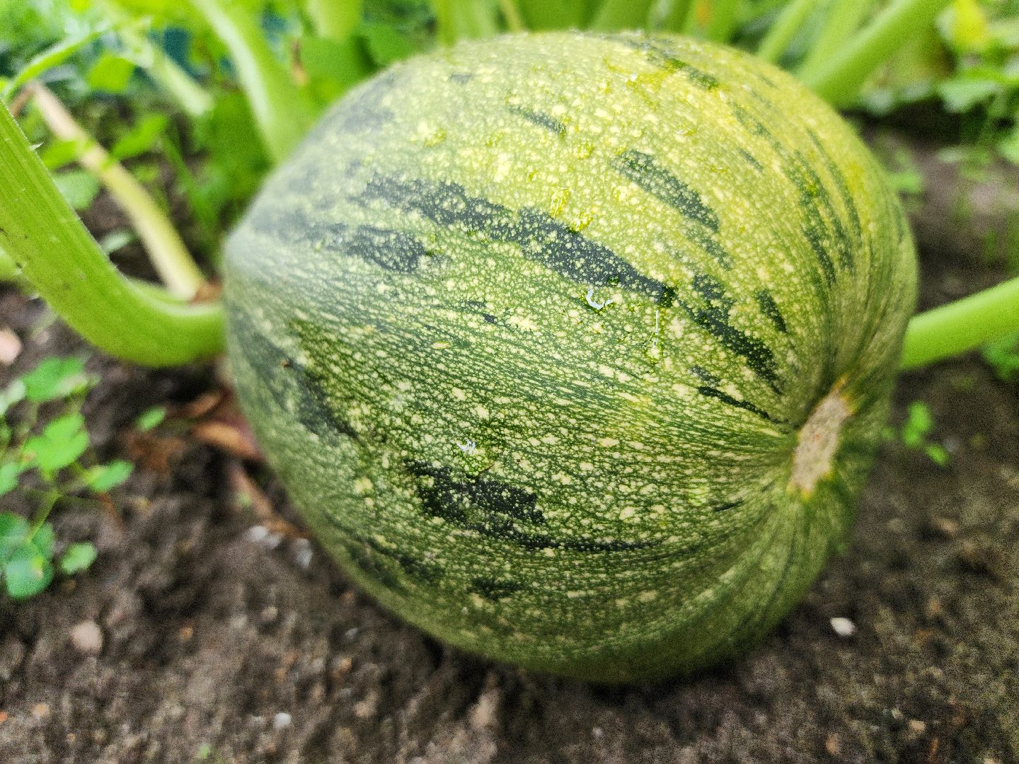 садоводство, сбор урожая, хранение урожая, старая купавна, богородский городской округ,