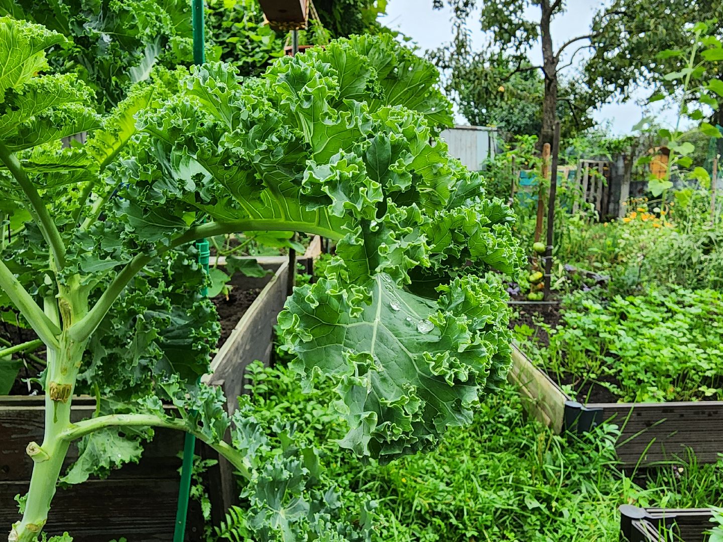 садоводство, сбор урожая, хранение урожая, старая купавна, богородский городской округ,