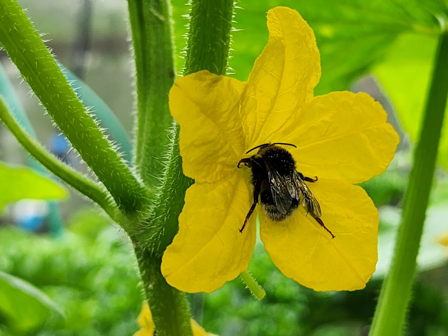 садоводство, сбор урожая, хранение урожая, старая купавна, богородский городской округ,