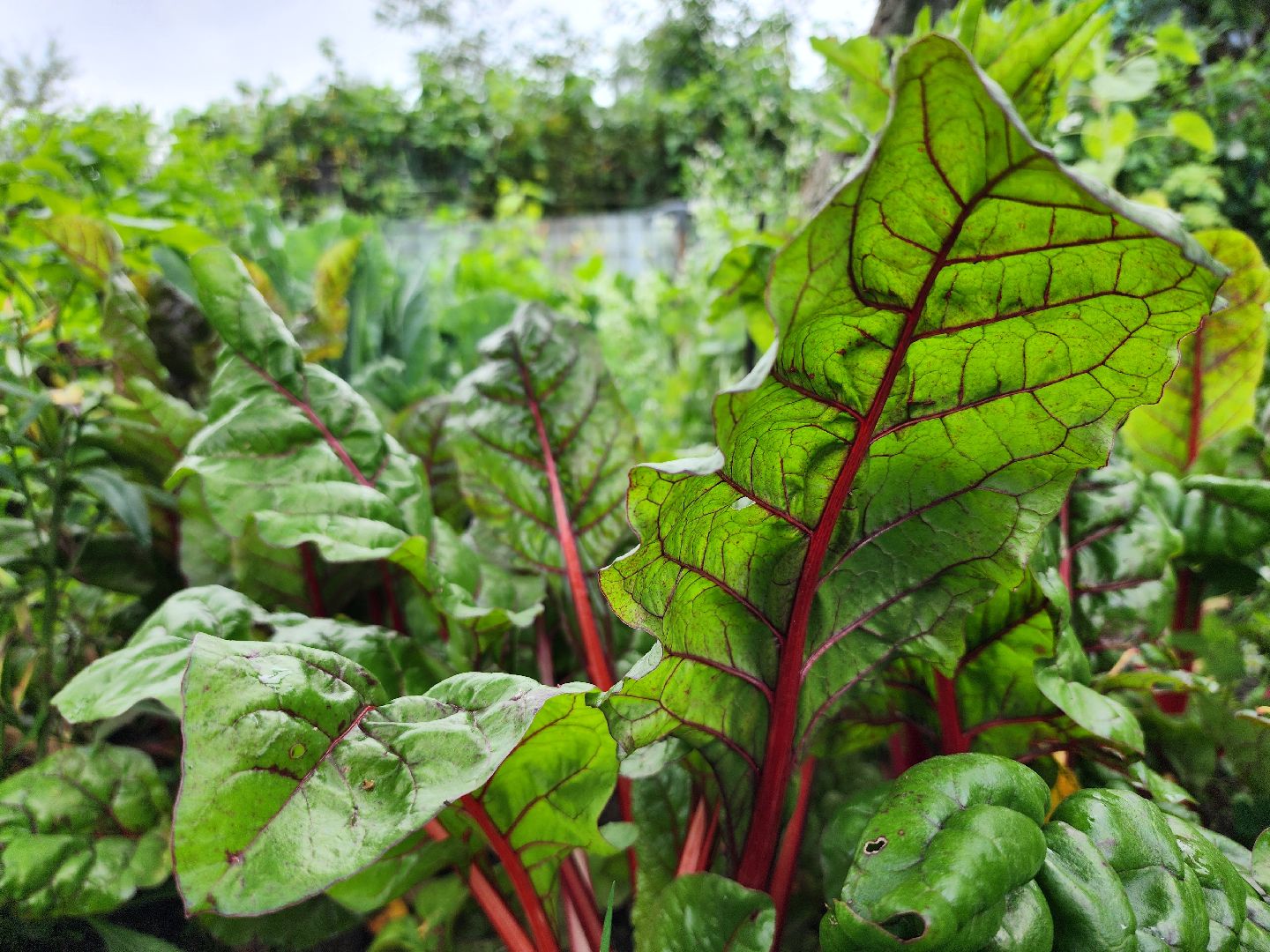 садоводство, сбор урожая, хранение урожая, старая купавна, богородский городской округ,