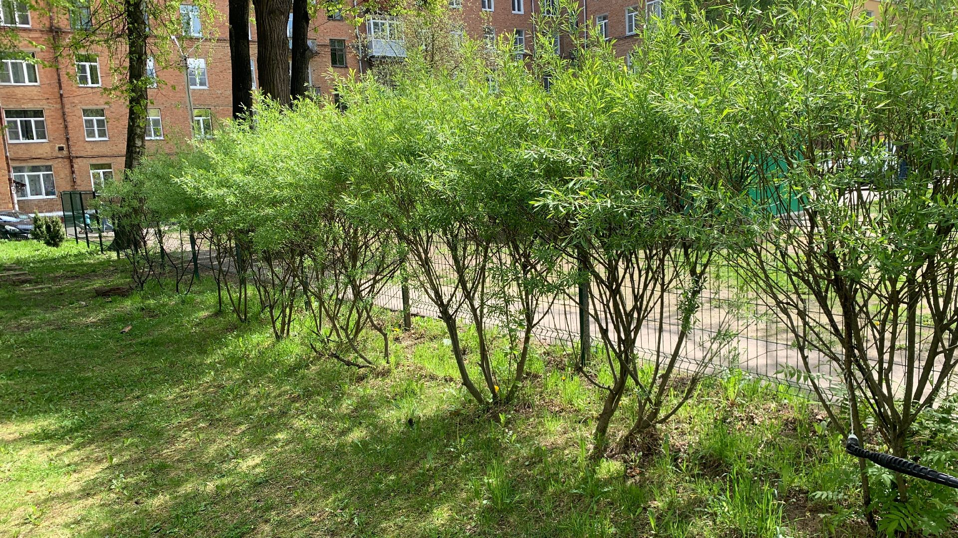 Ступино, клещи, санобработка