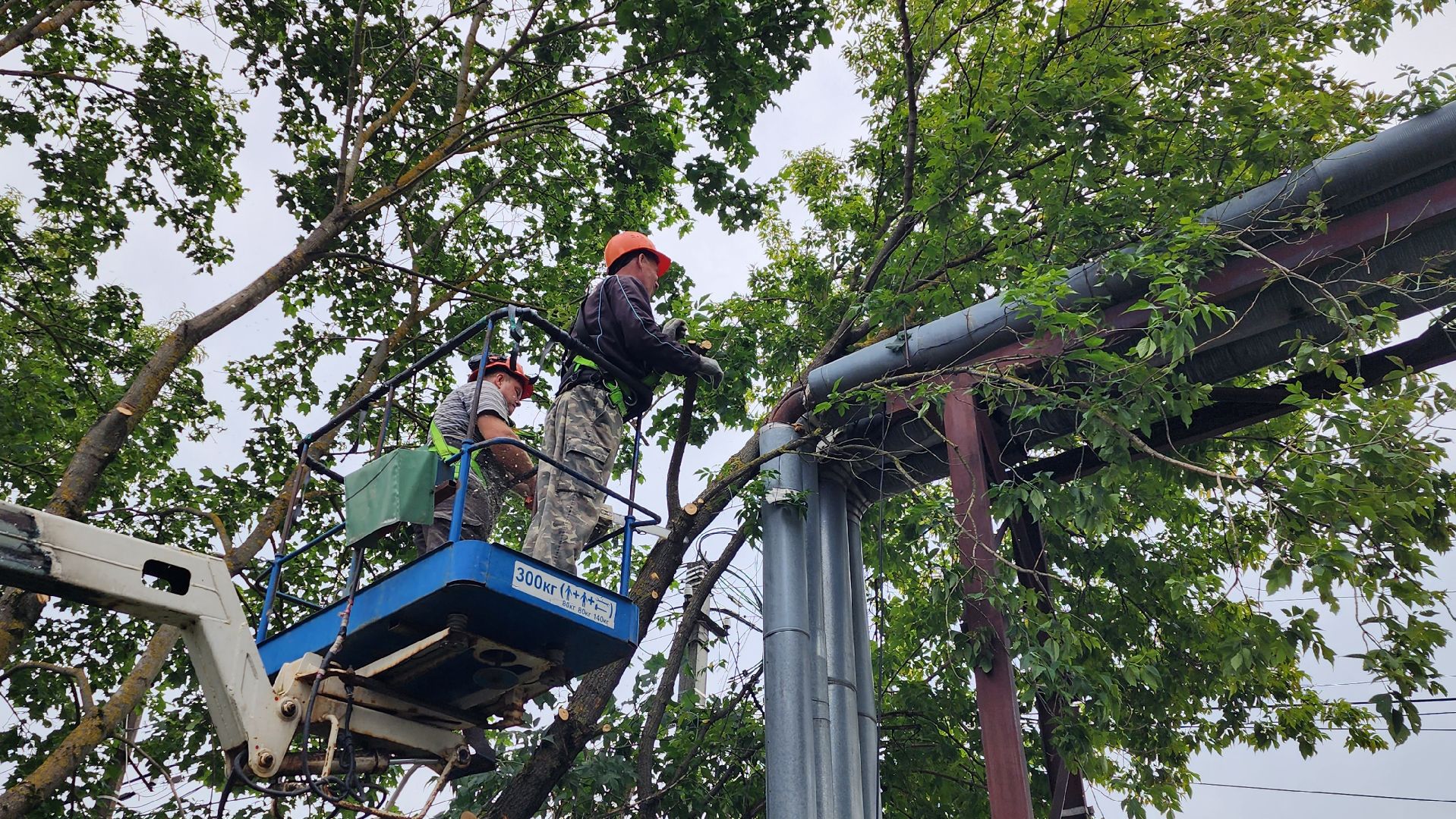 истра, благоустройство, аварийные деревья,