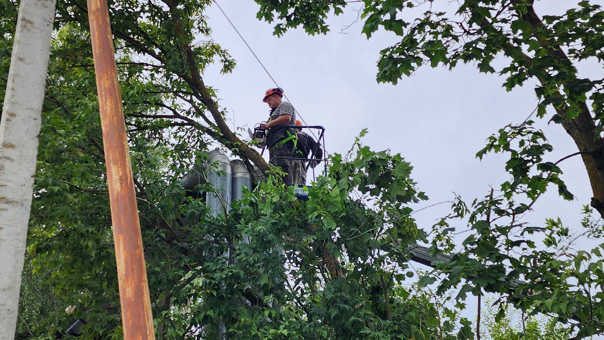 истра, благоустройство, аварийные деревья,